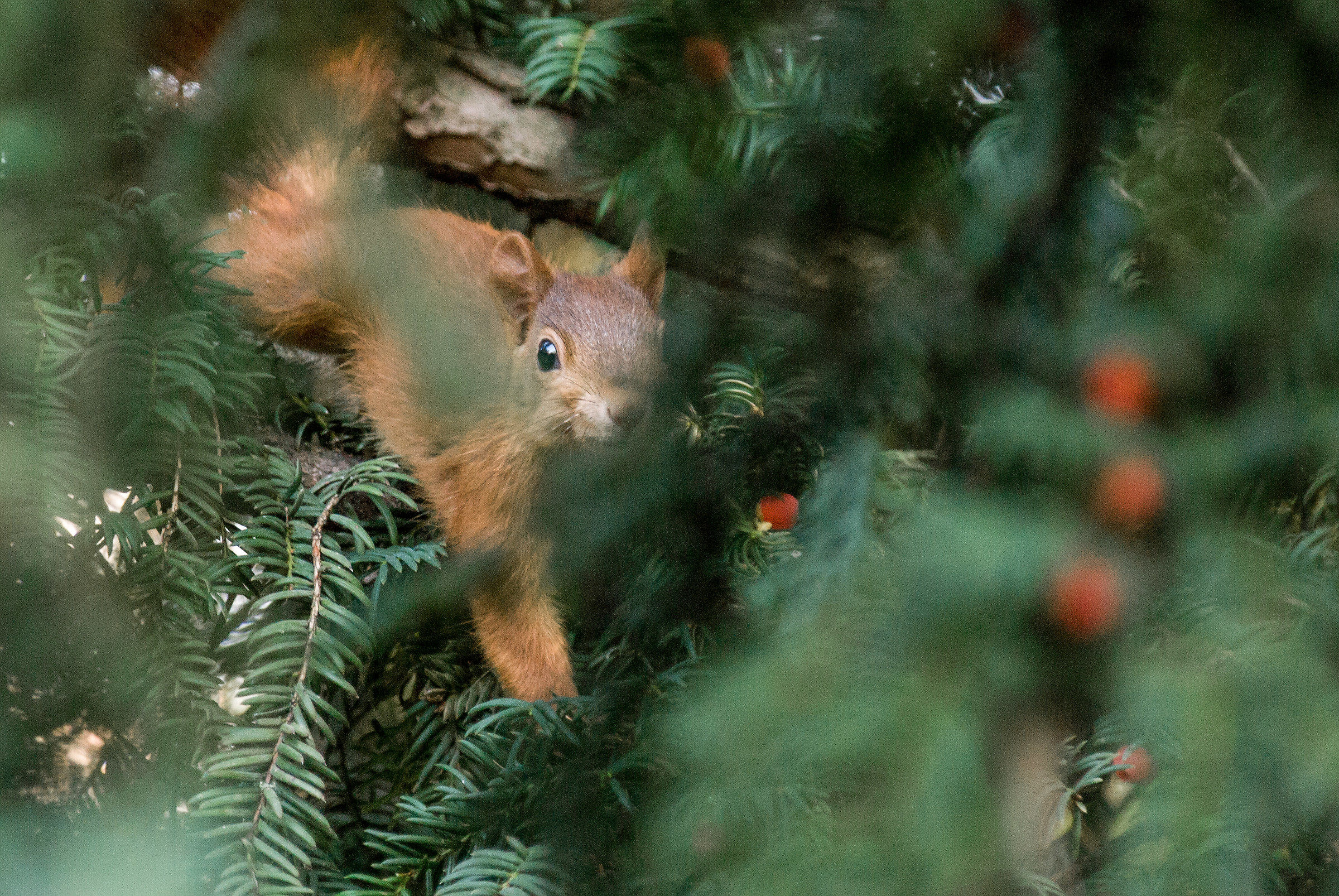 Red Squirrel in Heidelberg