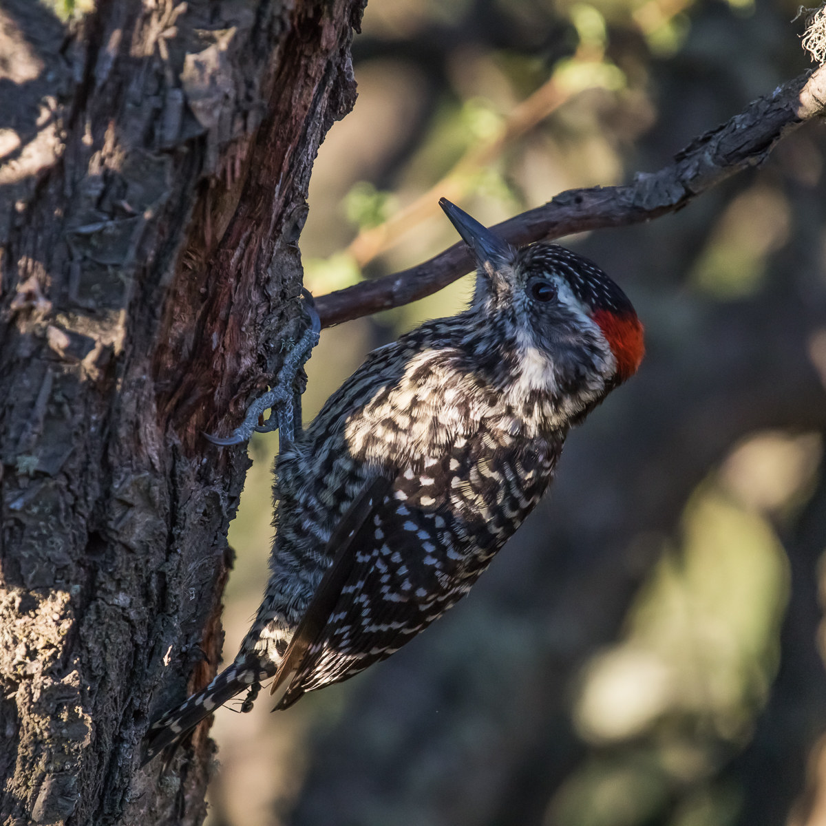Striped woodpeckers (Picoides lignarius)?