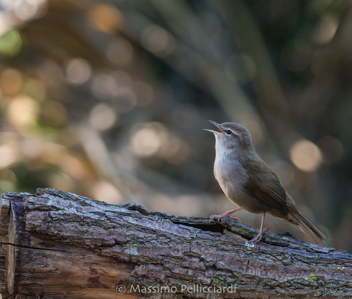 il canto dell'Usignolo di fiume