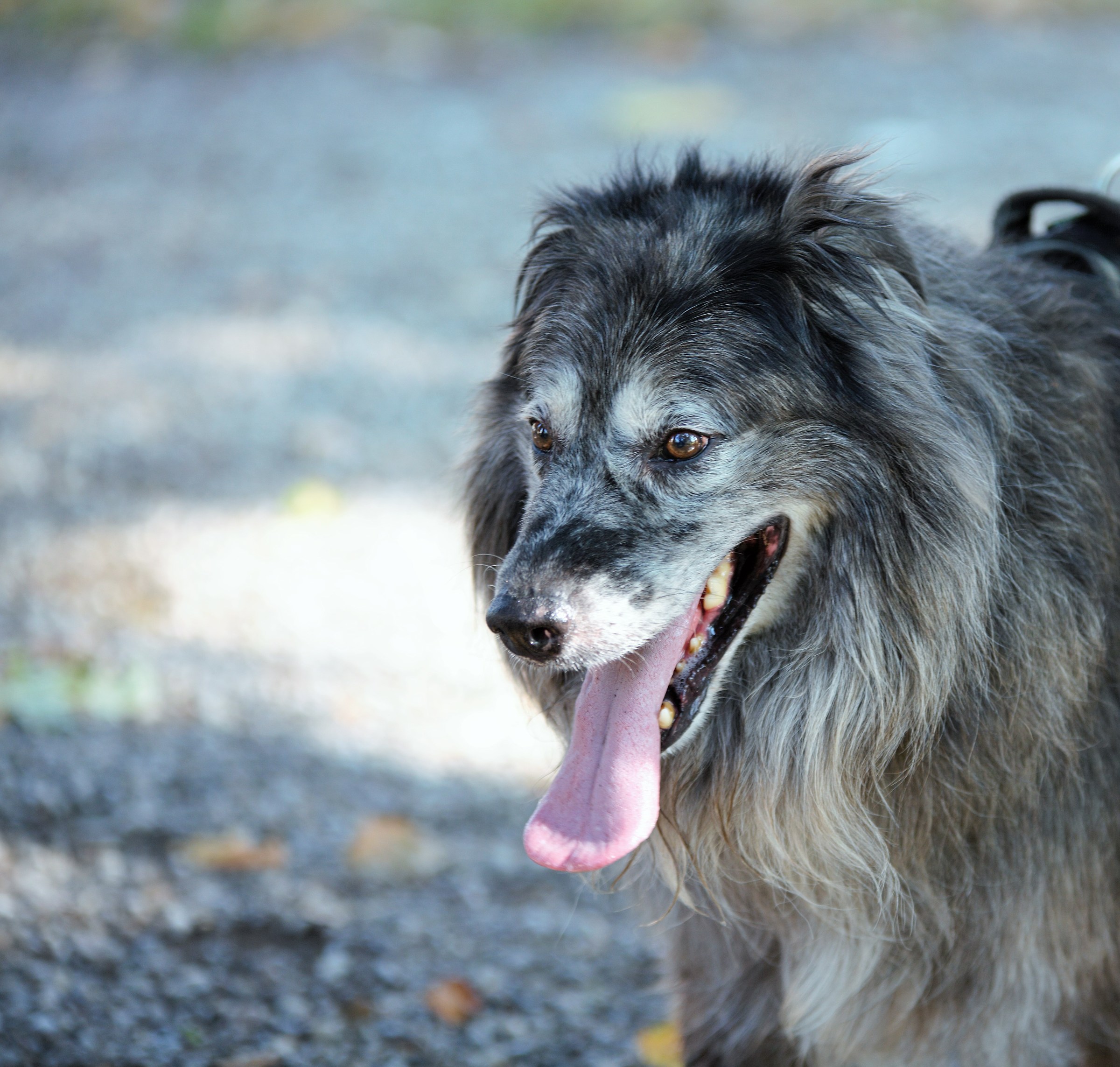 San Pietro in Cerro-2 stray Dog rally