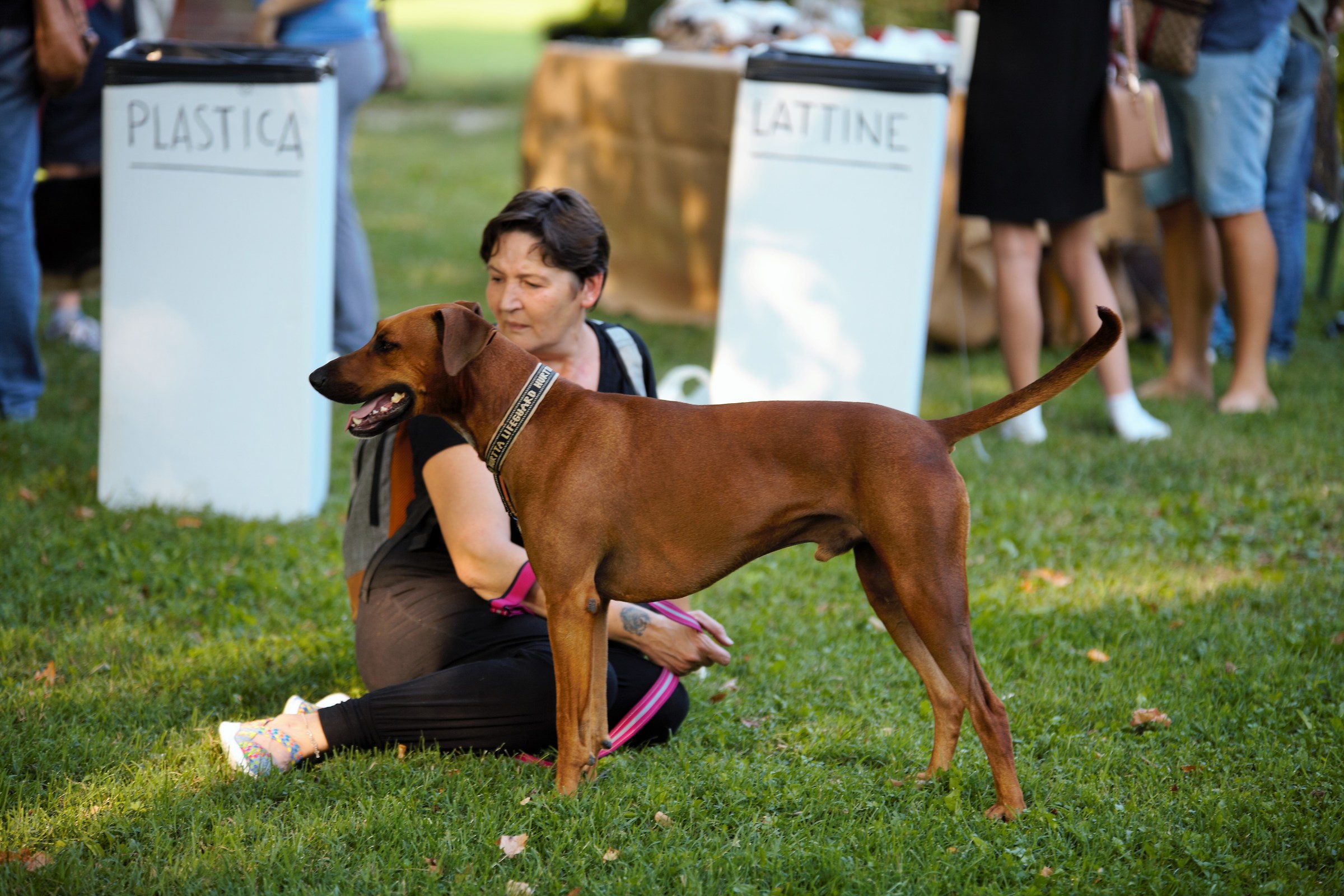 San Pietro in Cerro-2 stray Dog rally