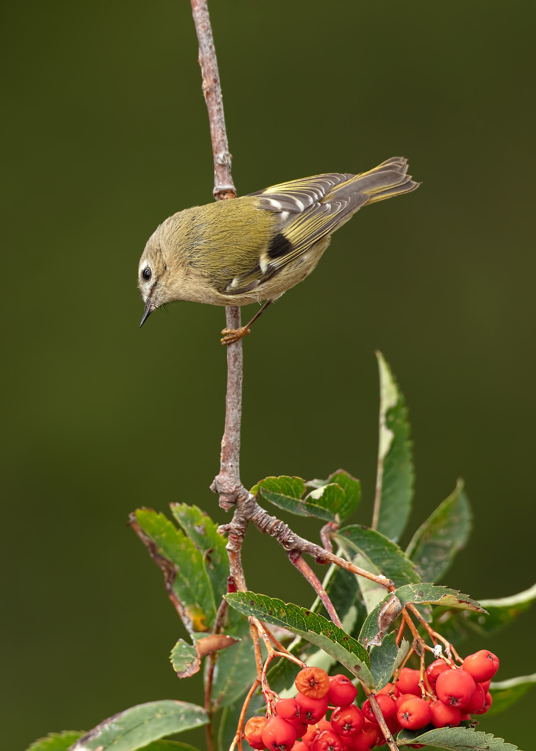Regolo (Regulus regulus) su sorbo