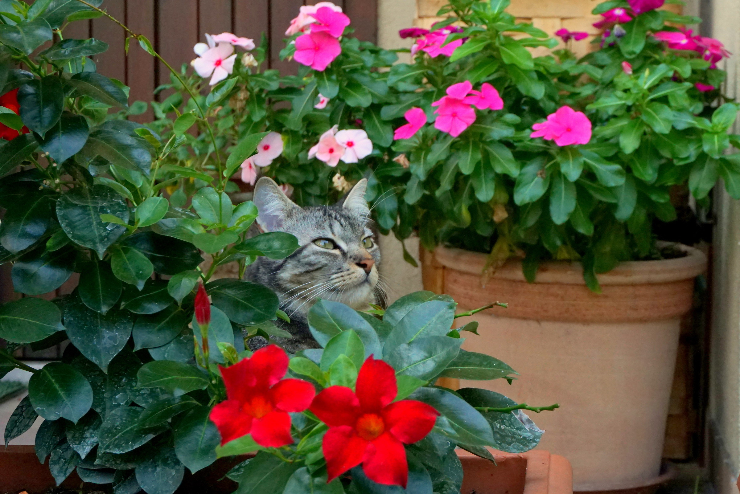 Eddy alla ricerca del divano perduto