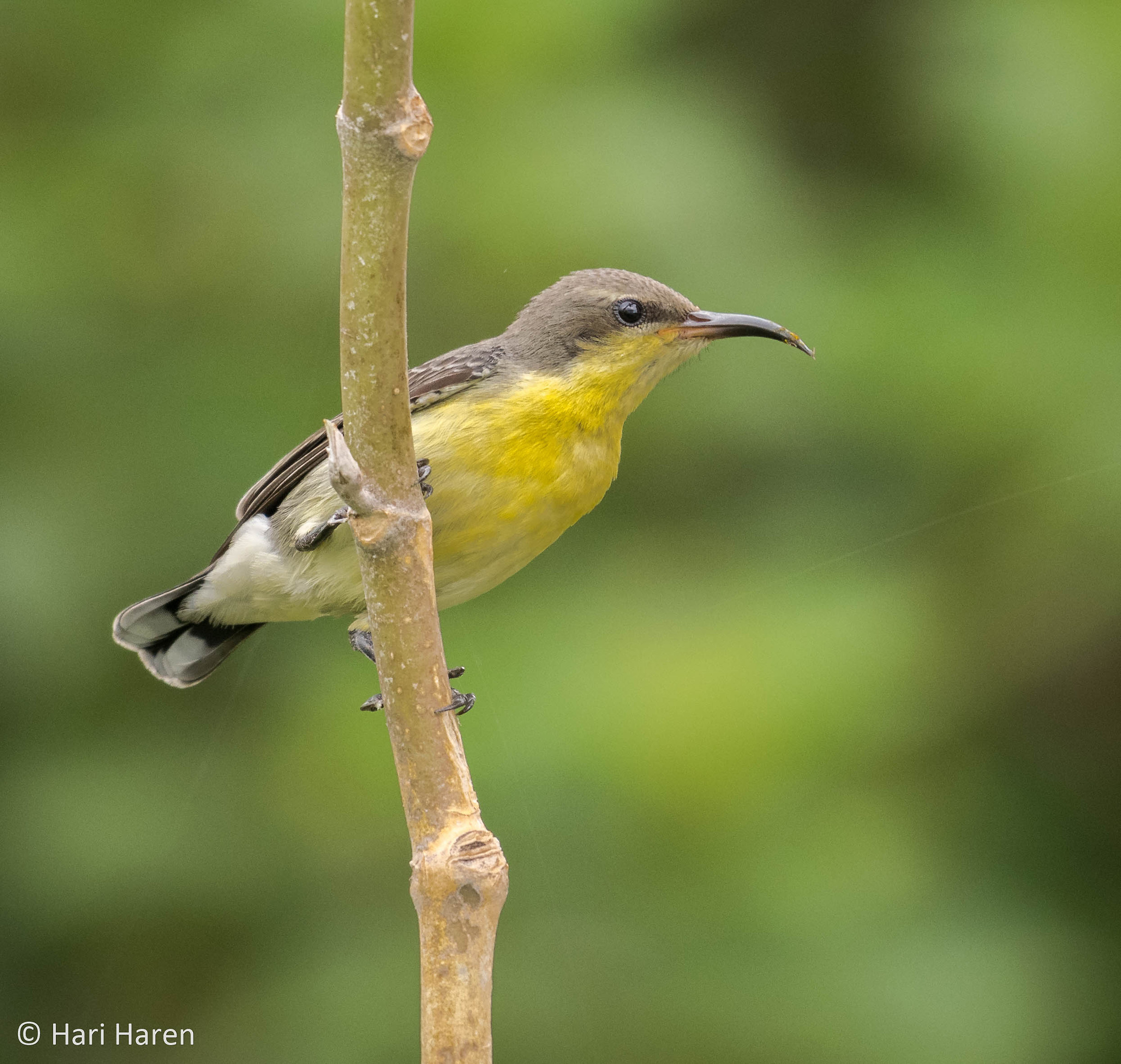 Purple rumped sunbird female