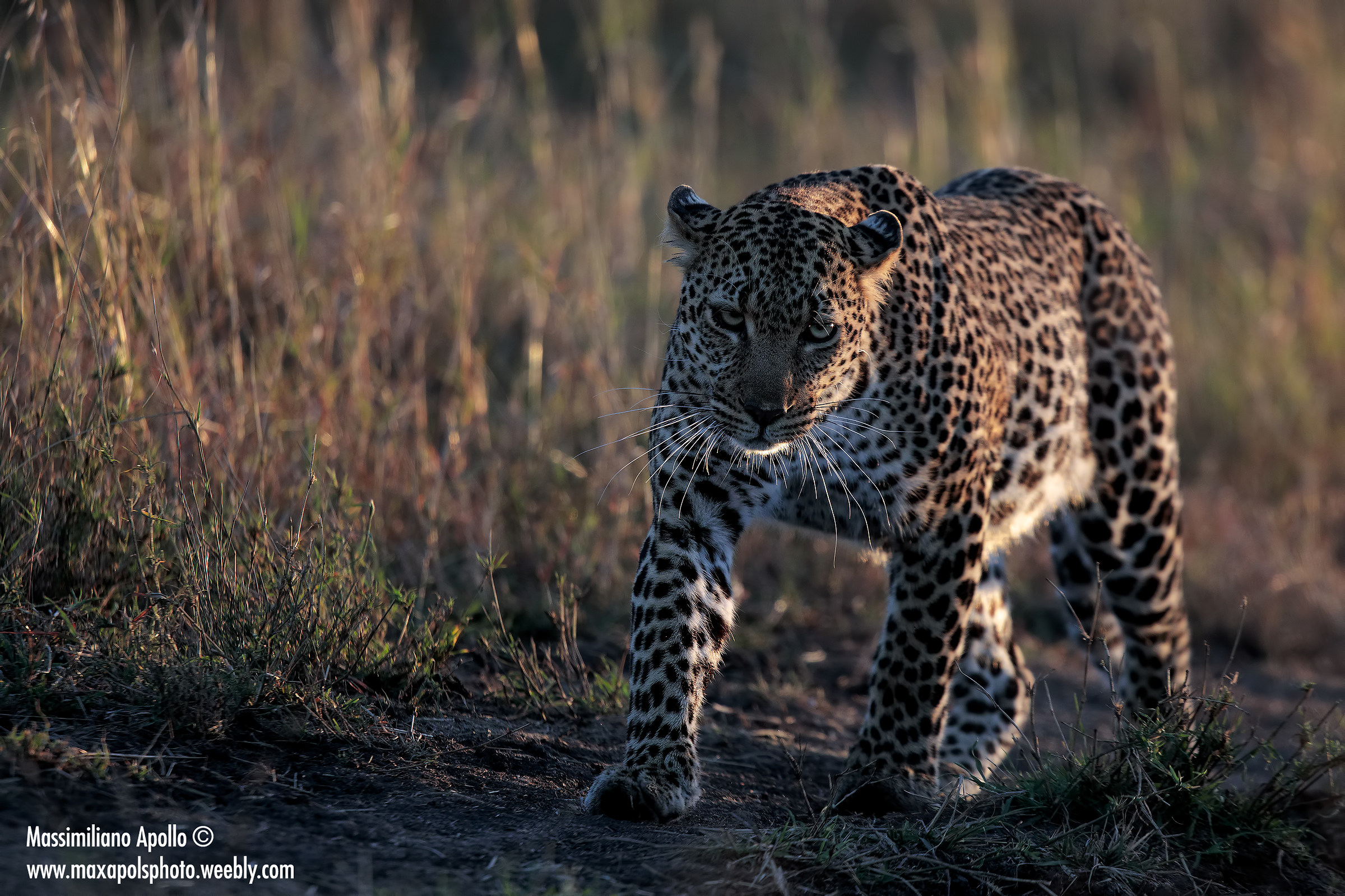 ti tengo d'occhio...