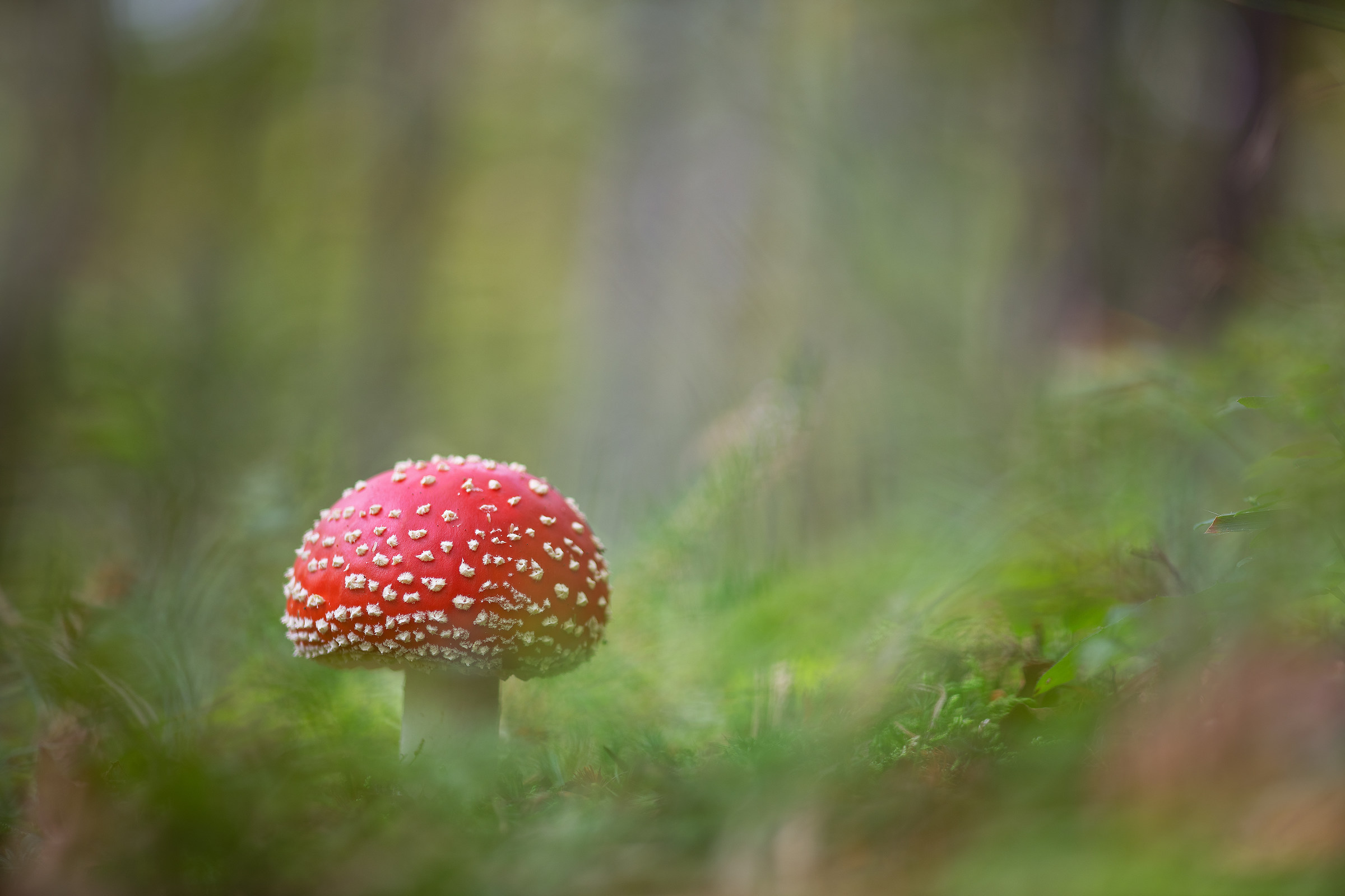 Amanita muscaria