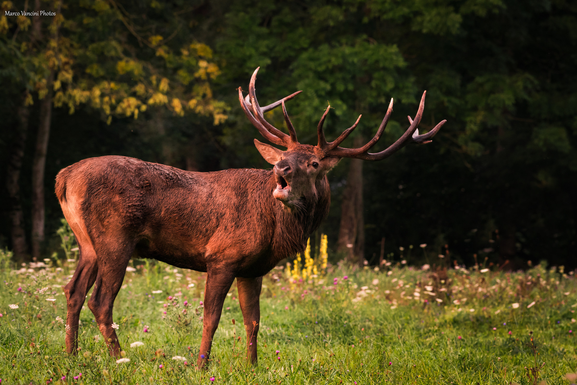 Bramito di buon mattino