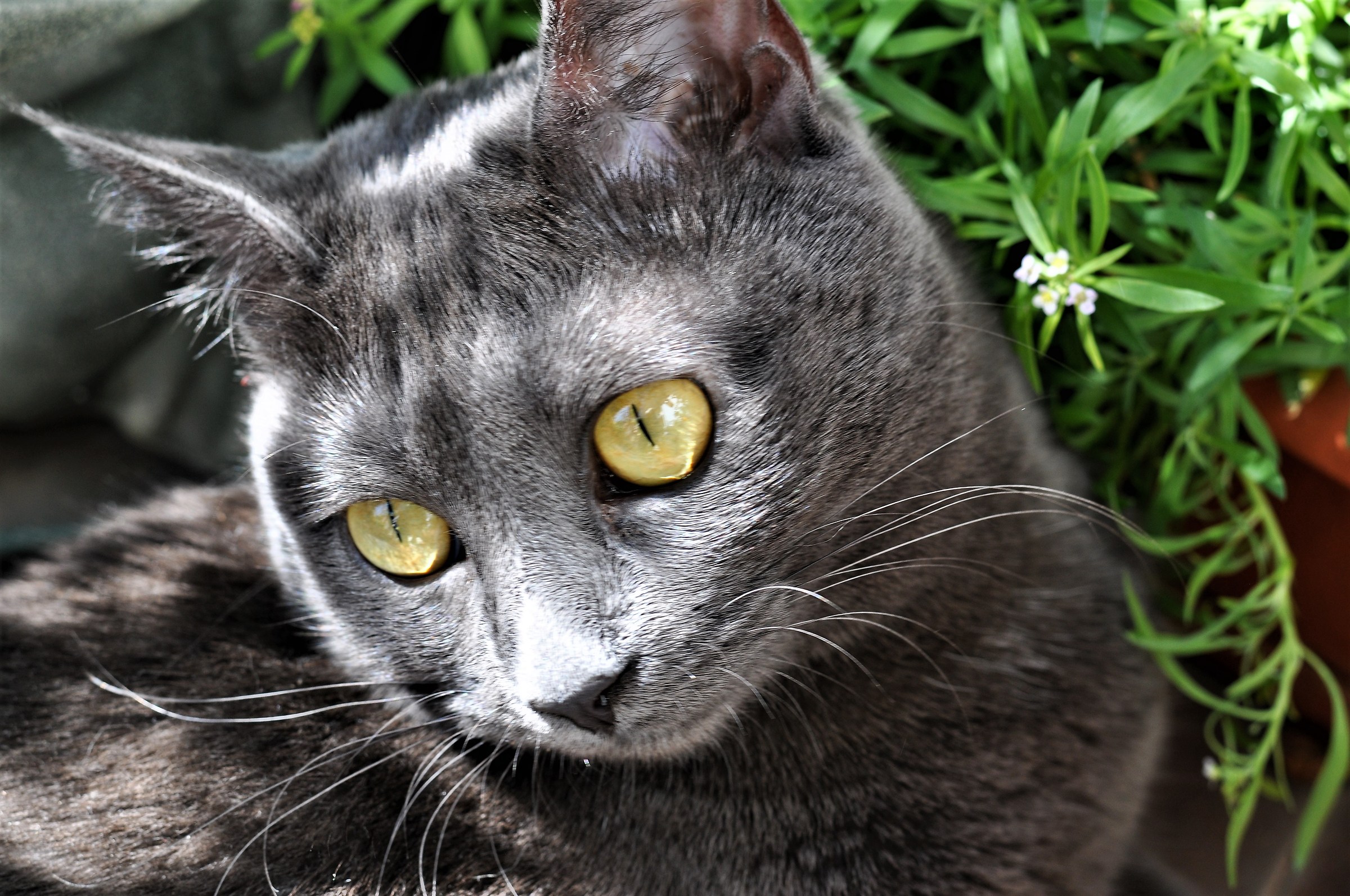 Brigitte 2 Nikon D5000 sec. 1/125 F. 5.6 ISO 200 50 mm