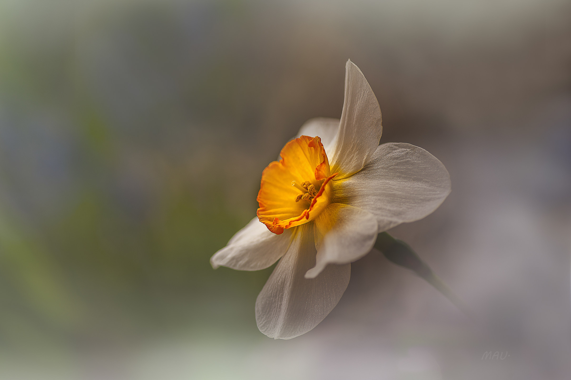 Sarai sempre con noi..Tim.