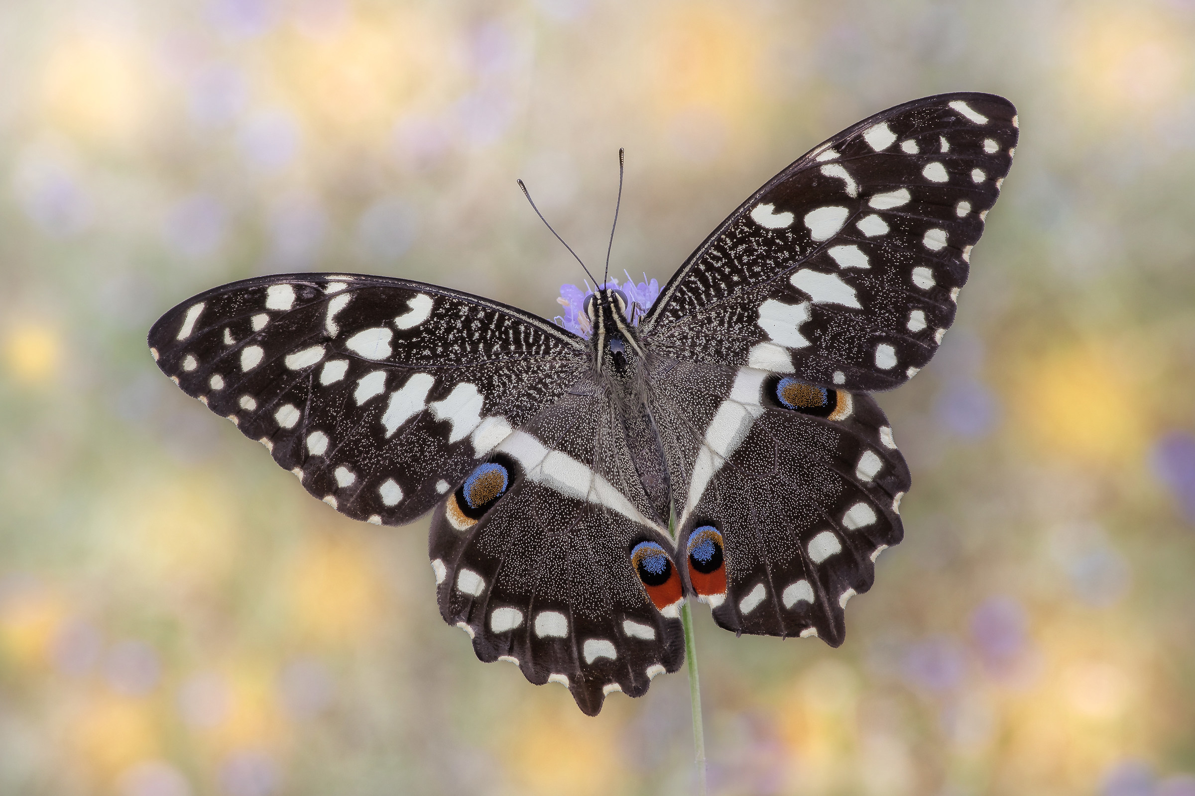Papilio demodocus (Esper, 1798)
