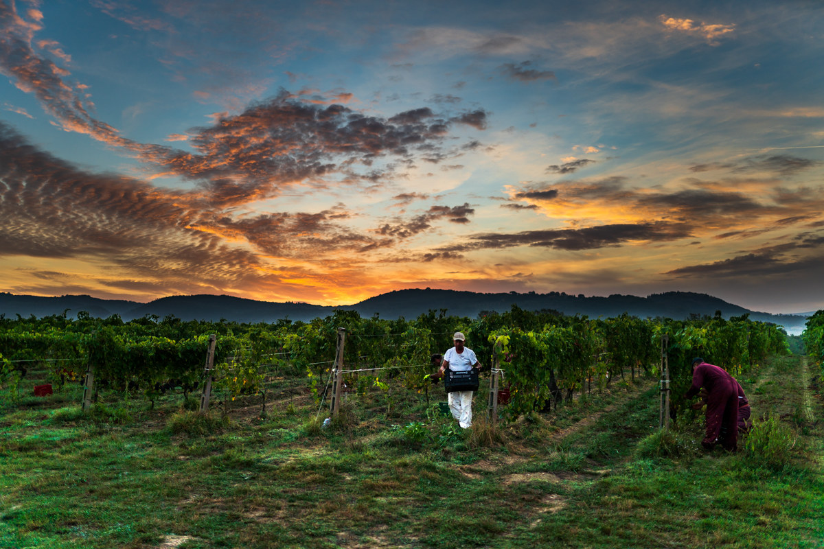 Harvest in Montalcino