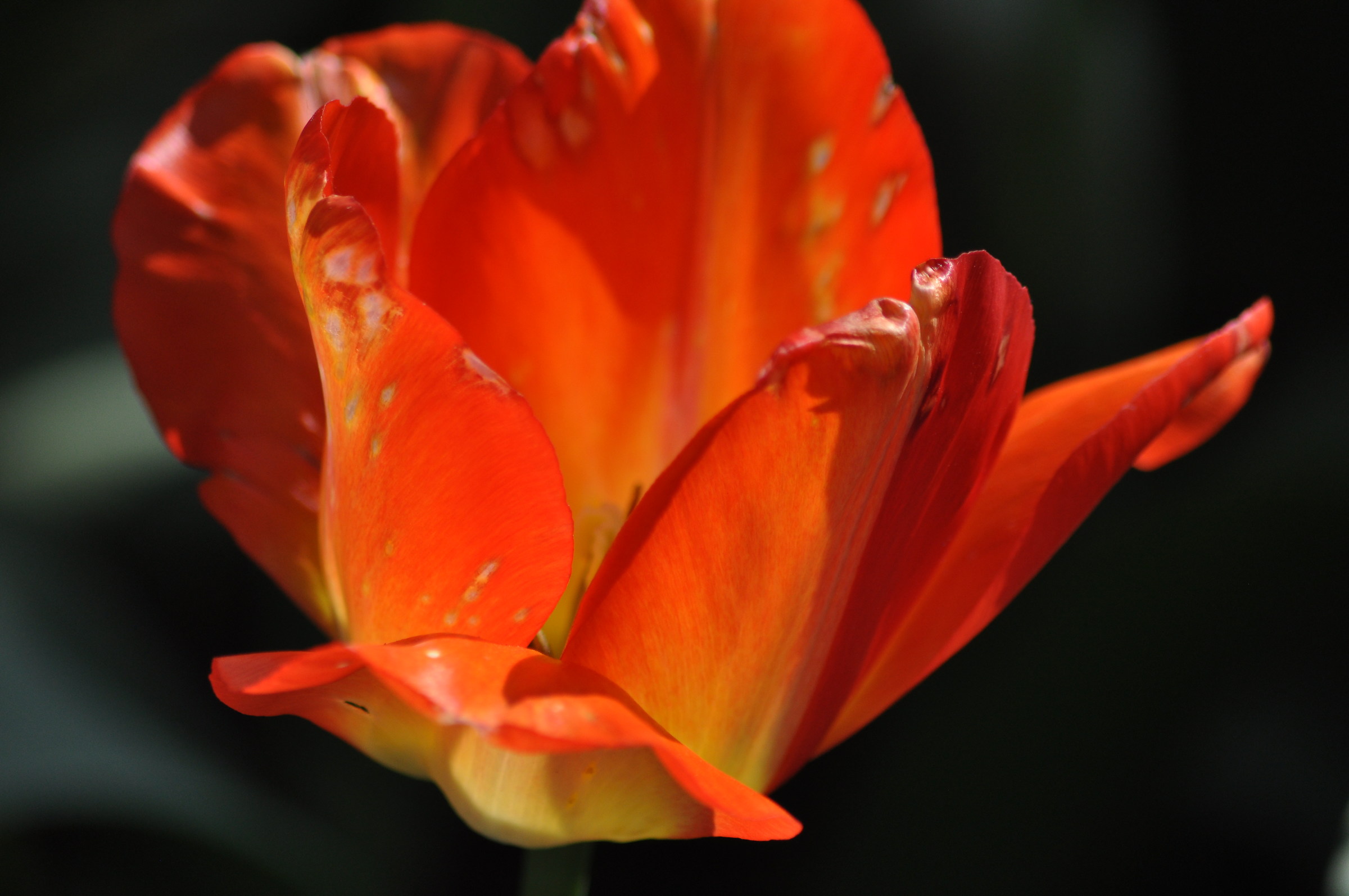 Messer Tulipano 2017