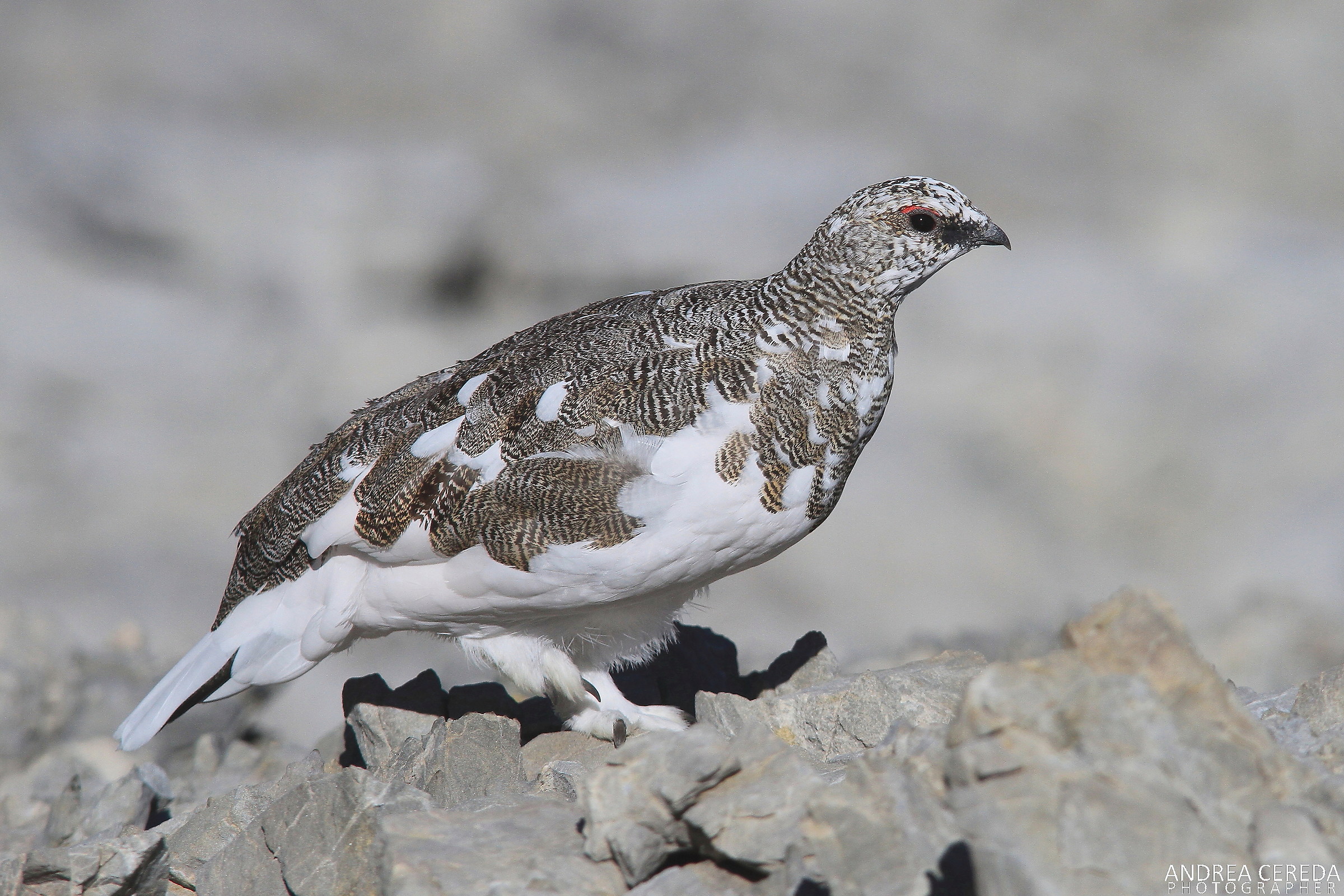 Lag lagopus ssp Helvetica-White Partridge