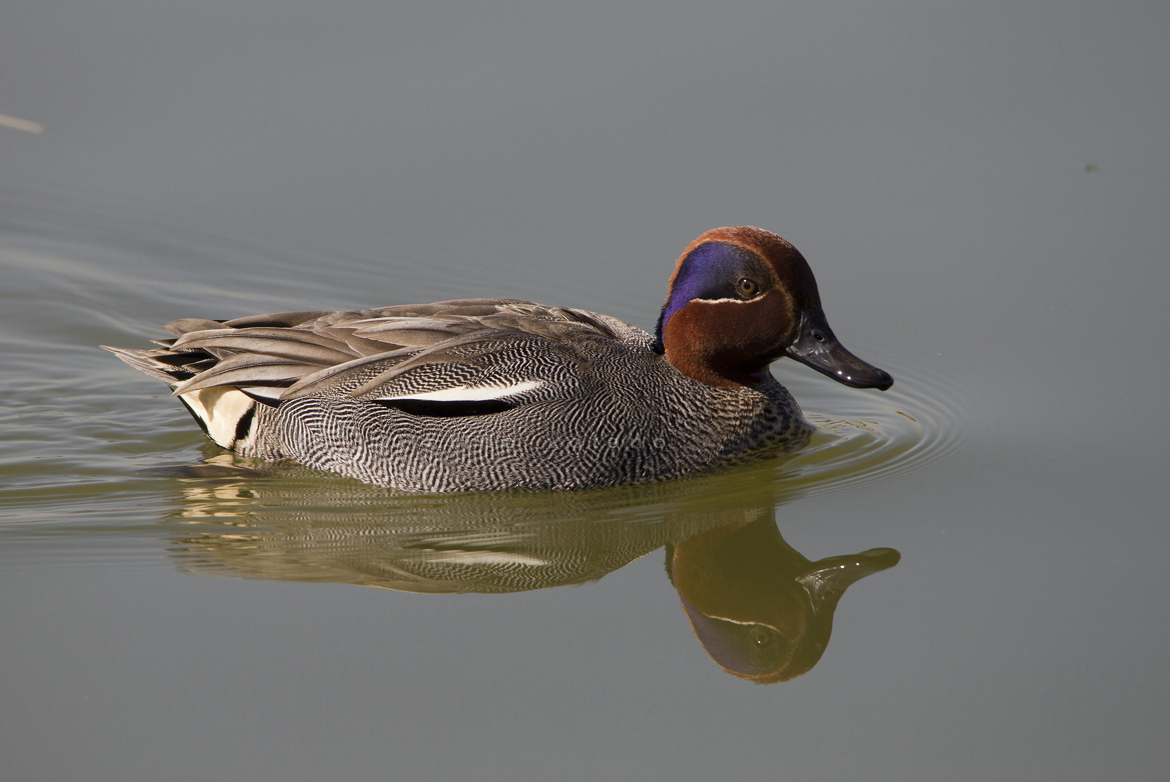 Alzavola (Anas crecca)