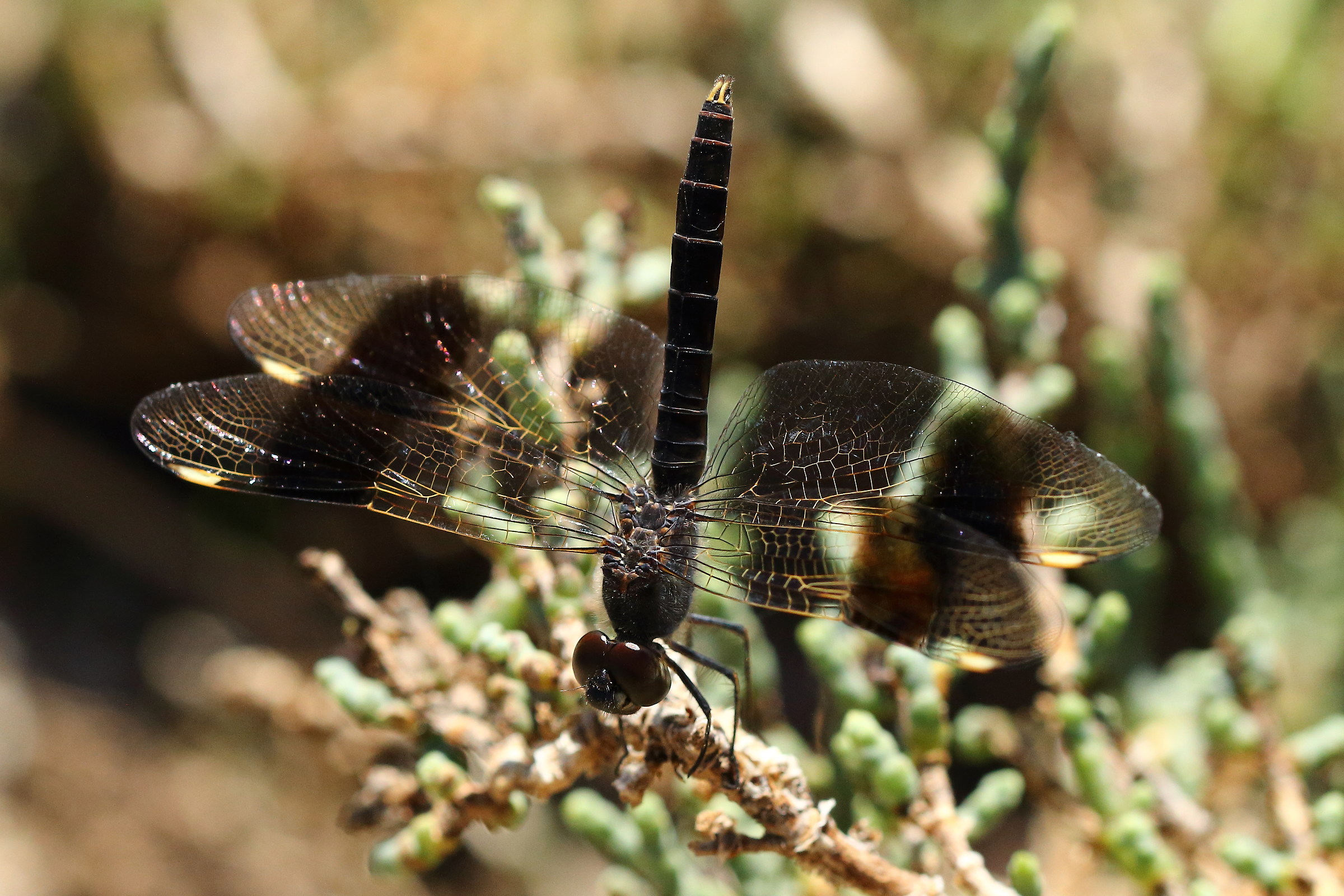 Brachythemis Impartita