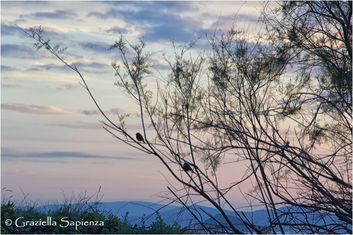 Robins at sunset ...