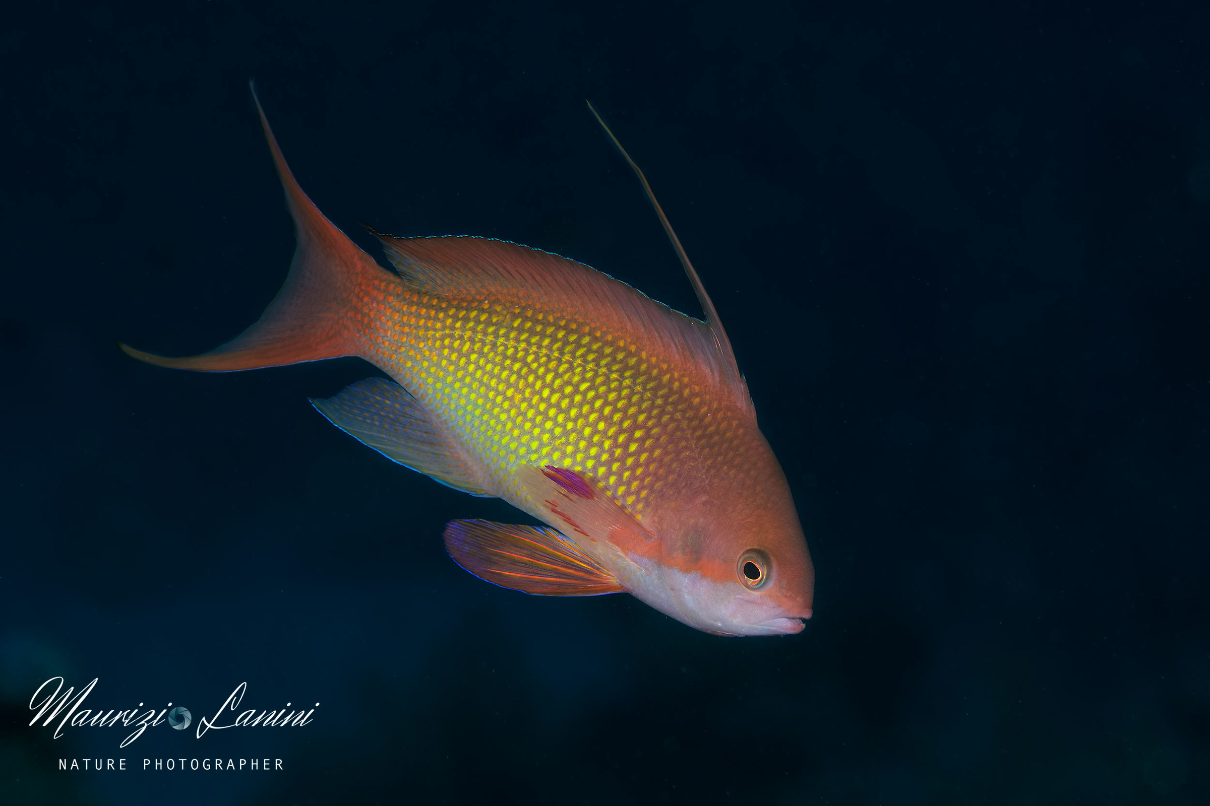 Anthias maschio
