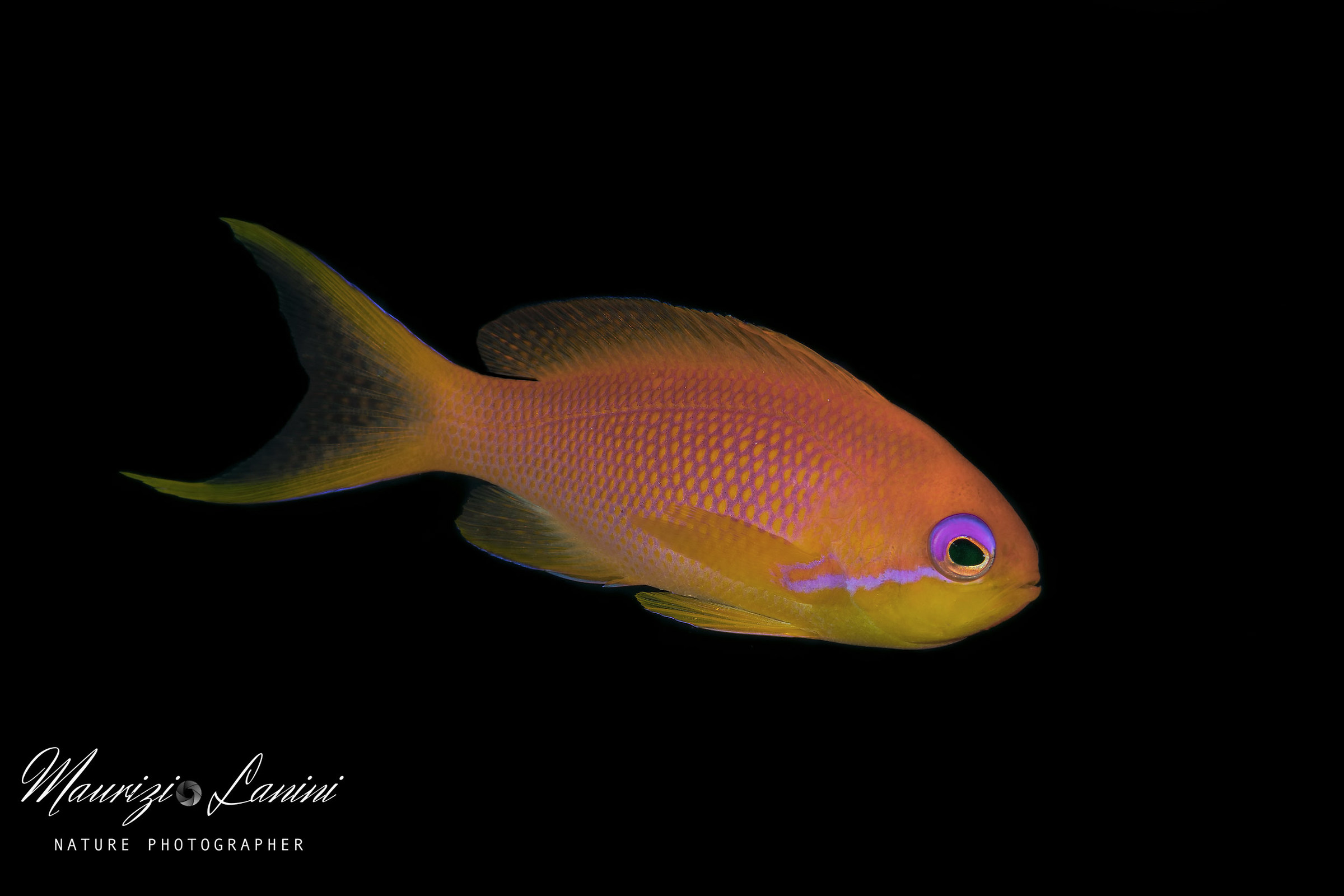 Anthias femmina