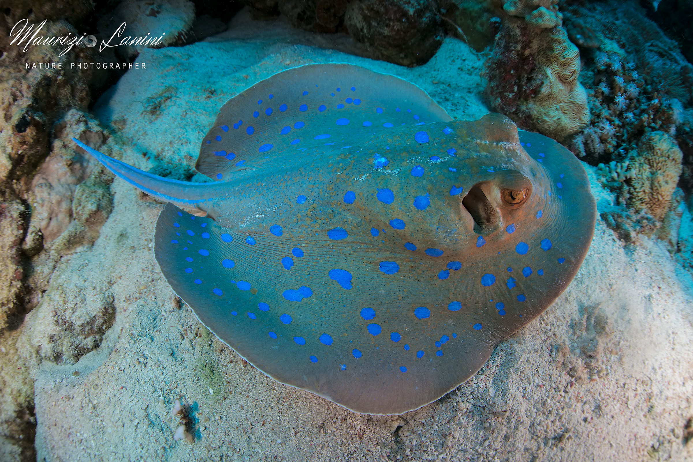 Pastinaca a macchie blu