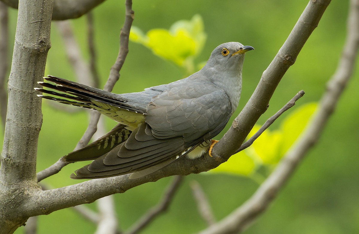 Cuckoo