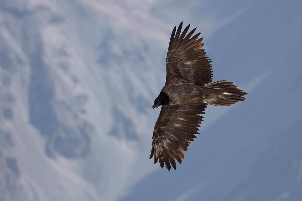 Bearded Vulture
