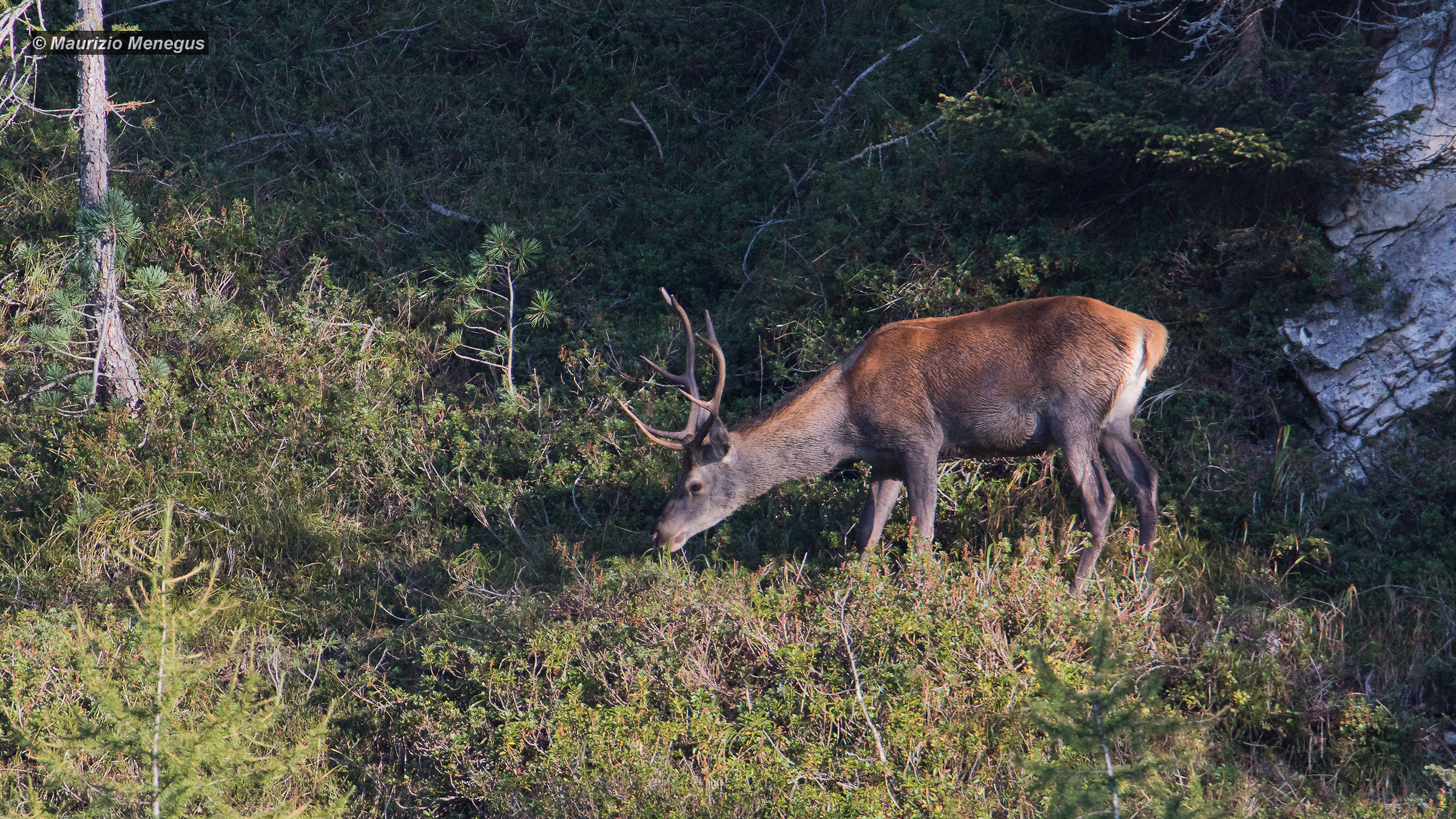 Subadult Deer