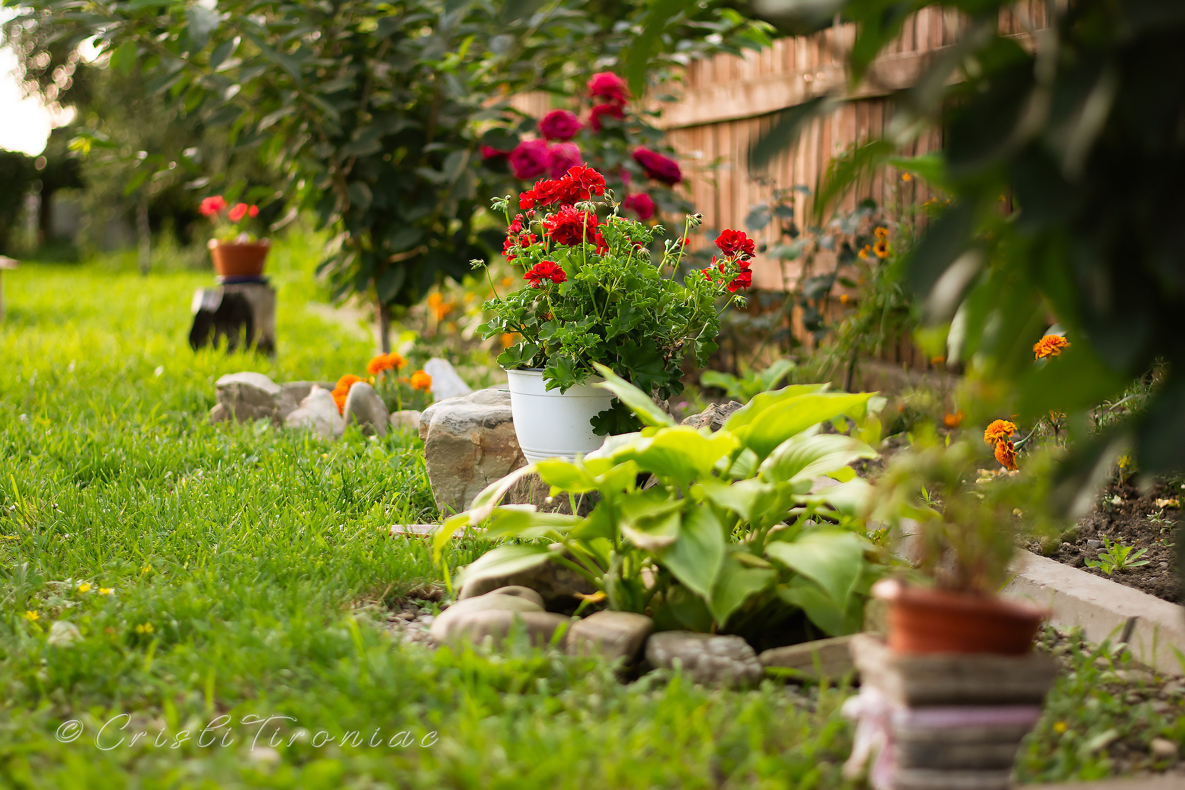 Garden