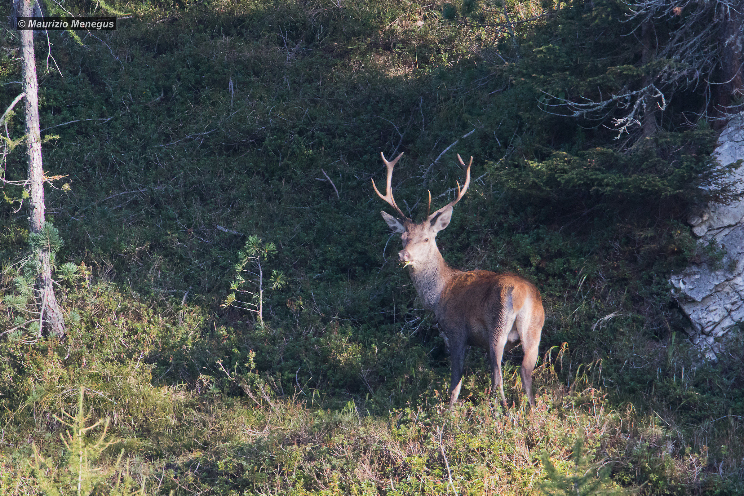 Subadult Deer in September