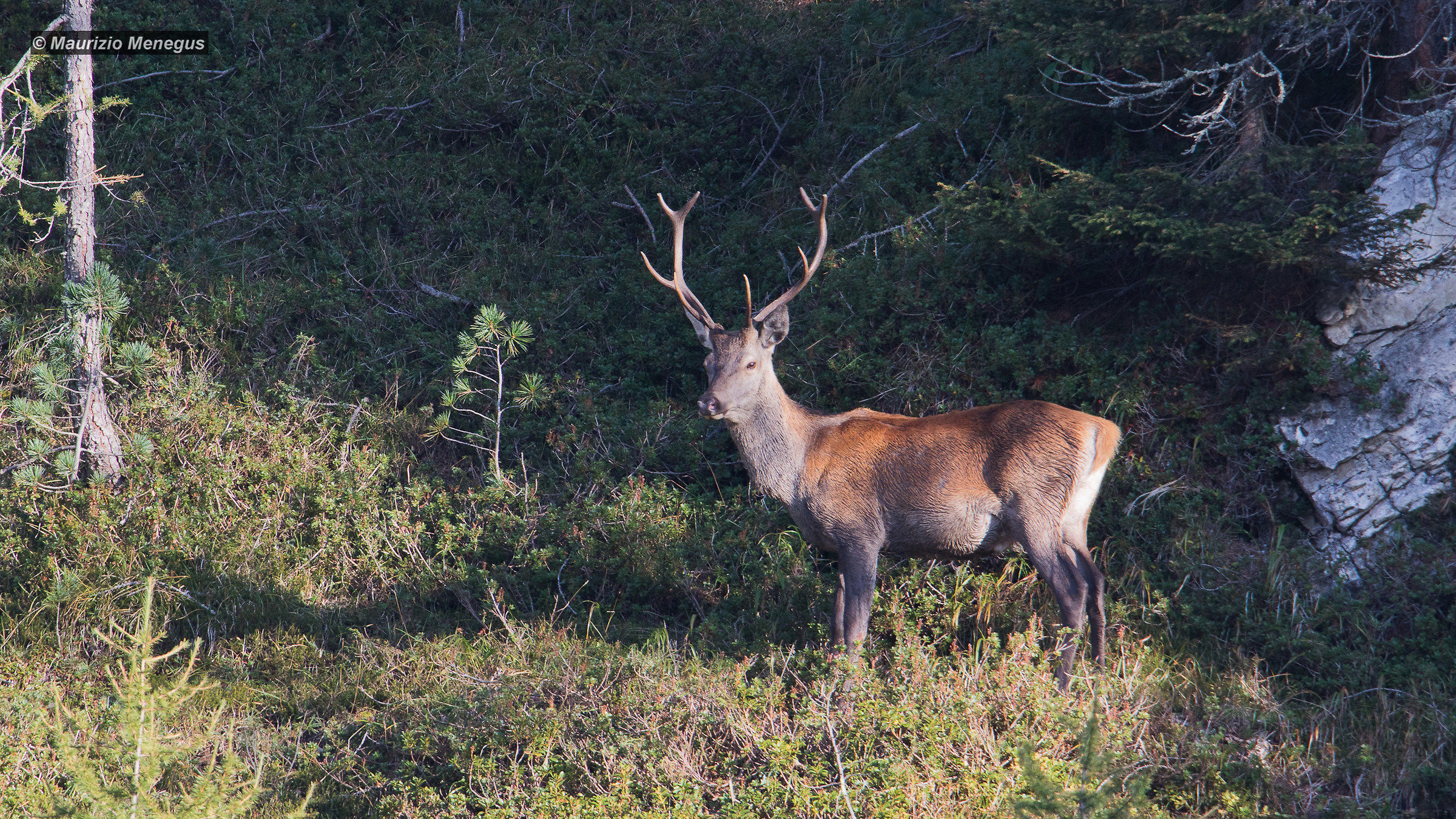 The Loves are started