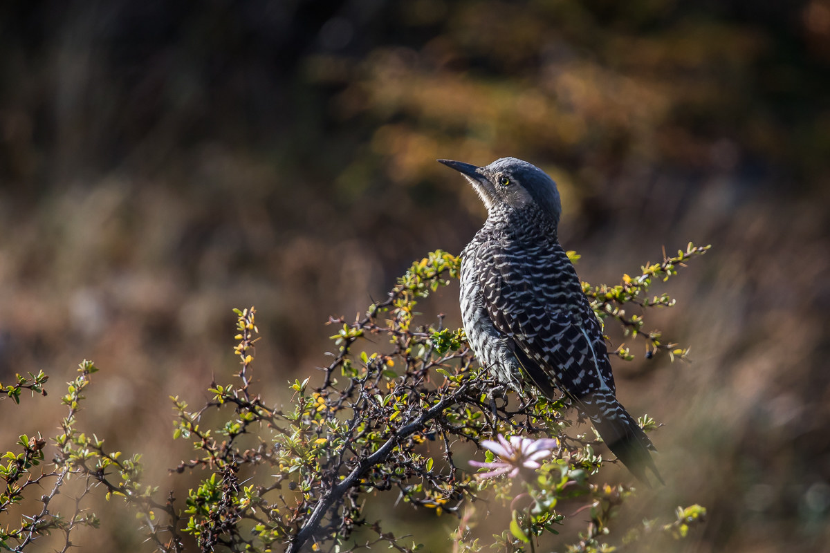 Colaptes Pitius (Woodpeckers of Chile)