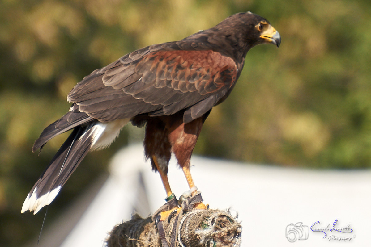 Harris's Buzzard... ziwa