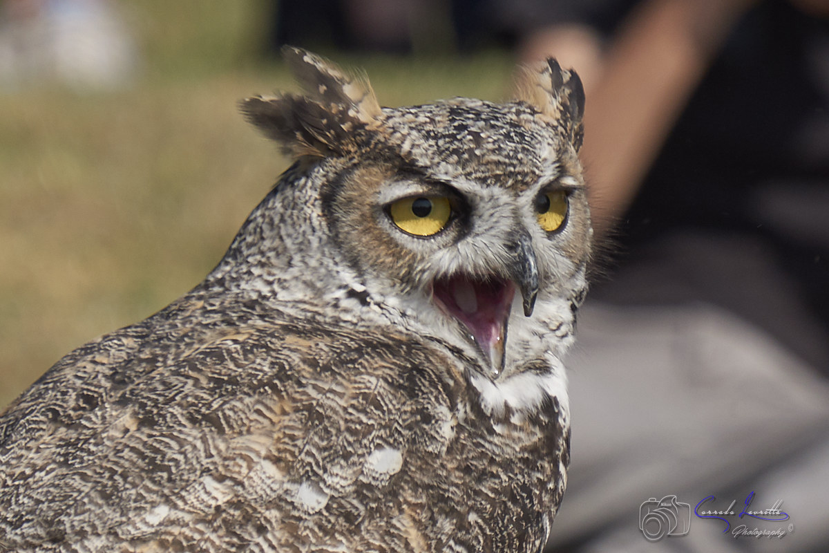 Virginia Owl... Virgy