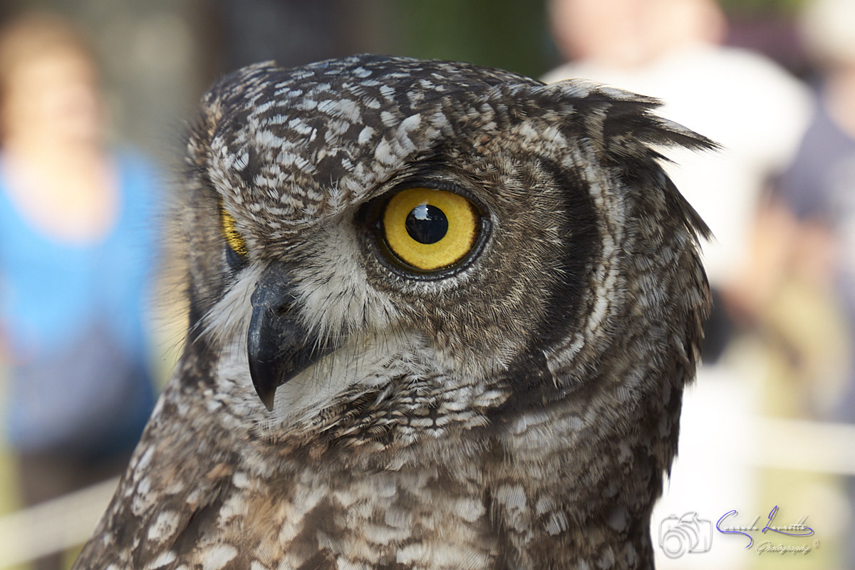 African Owl