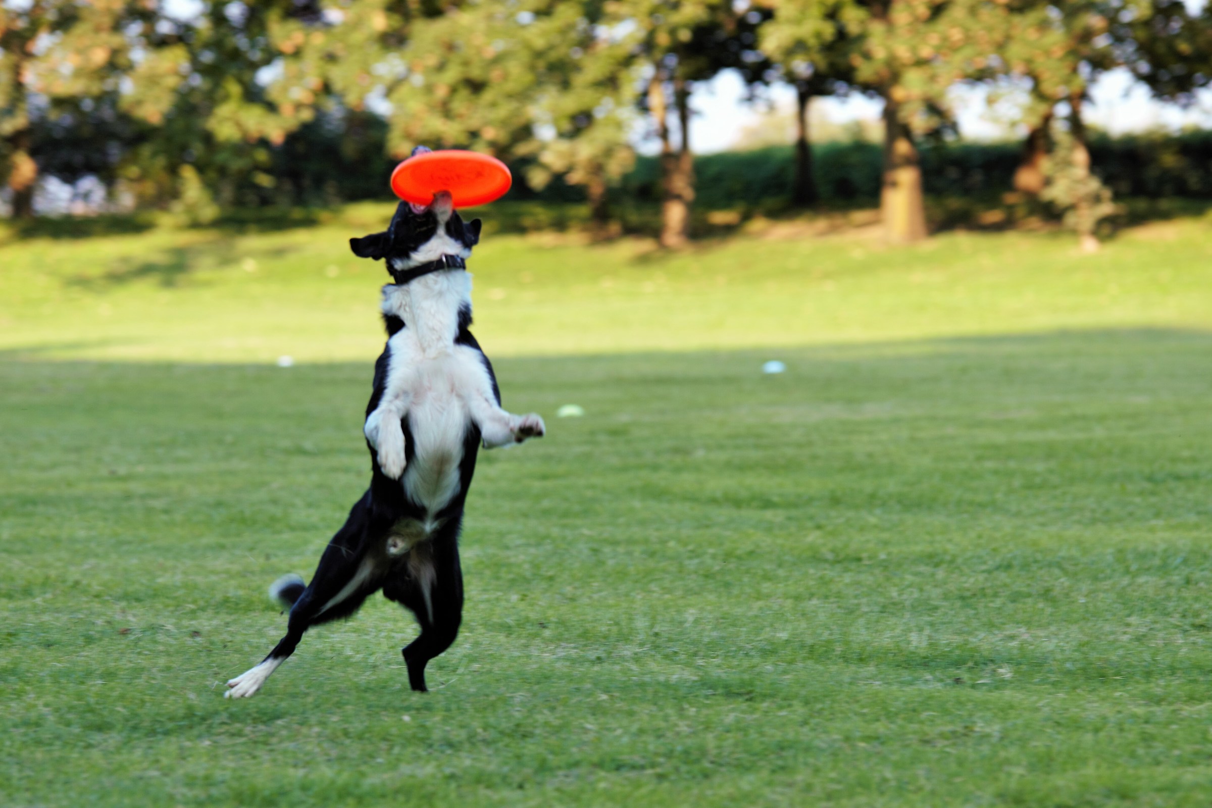 San Pietro in Cerro-2 stray Dog rally