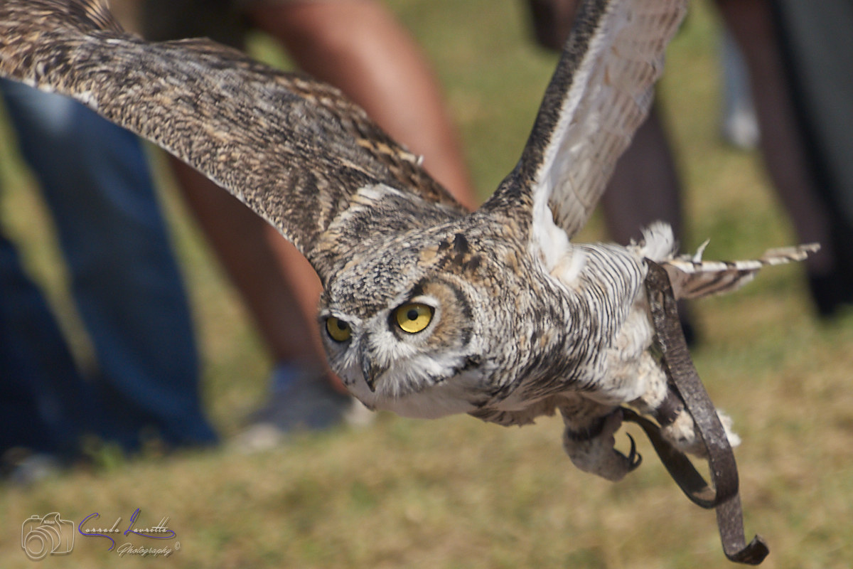 Virginia Owl in Flight