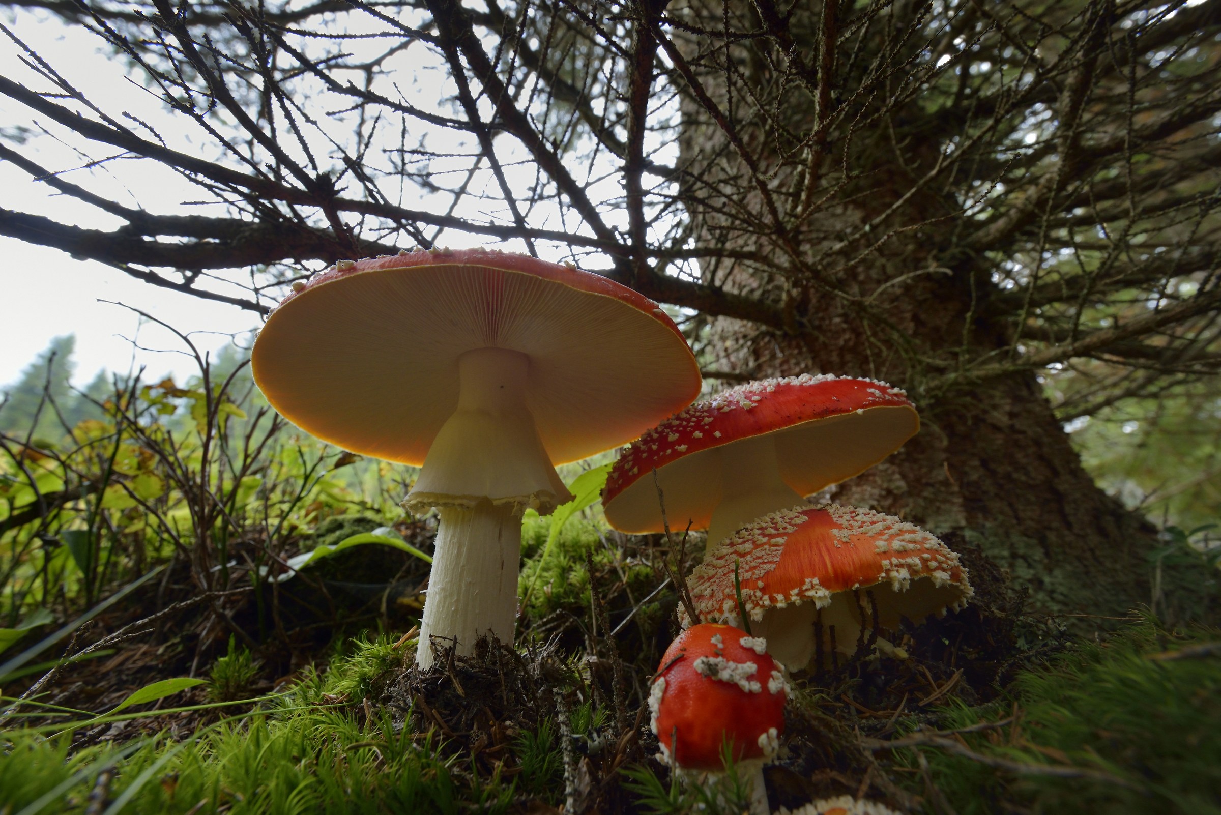 In the Fairy Woods....