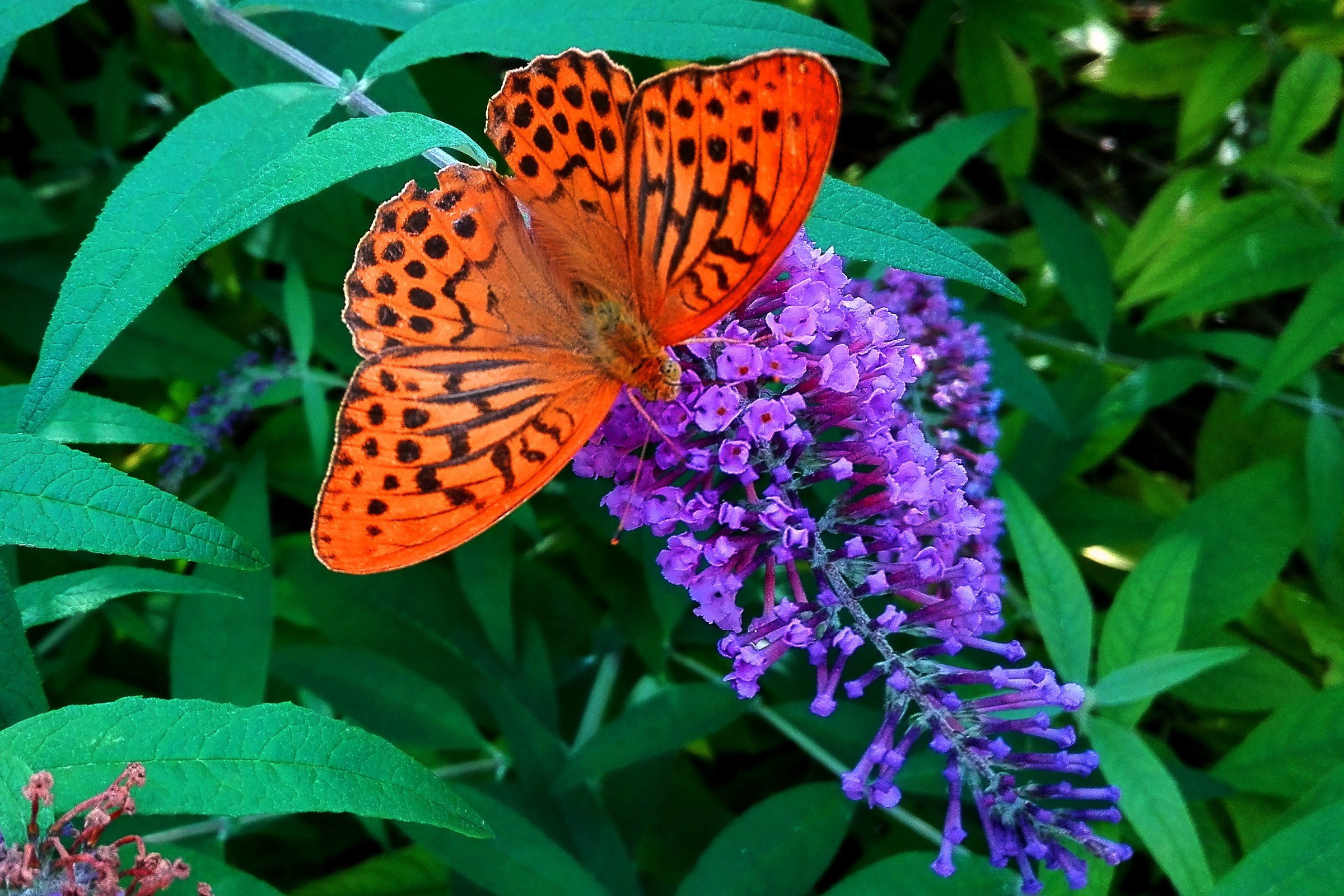 Ultimi voli prima dell' autunno
