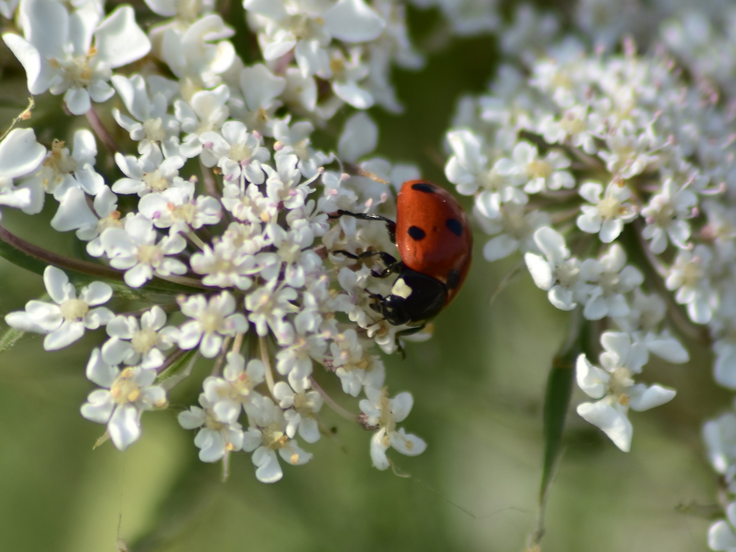 Con un po' di fortuna