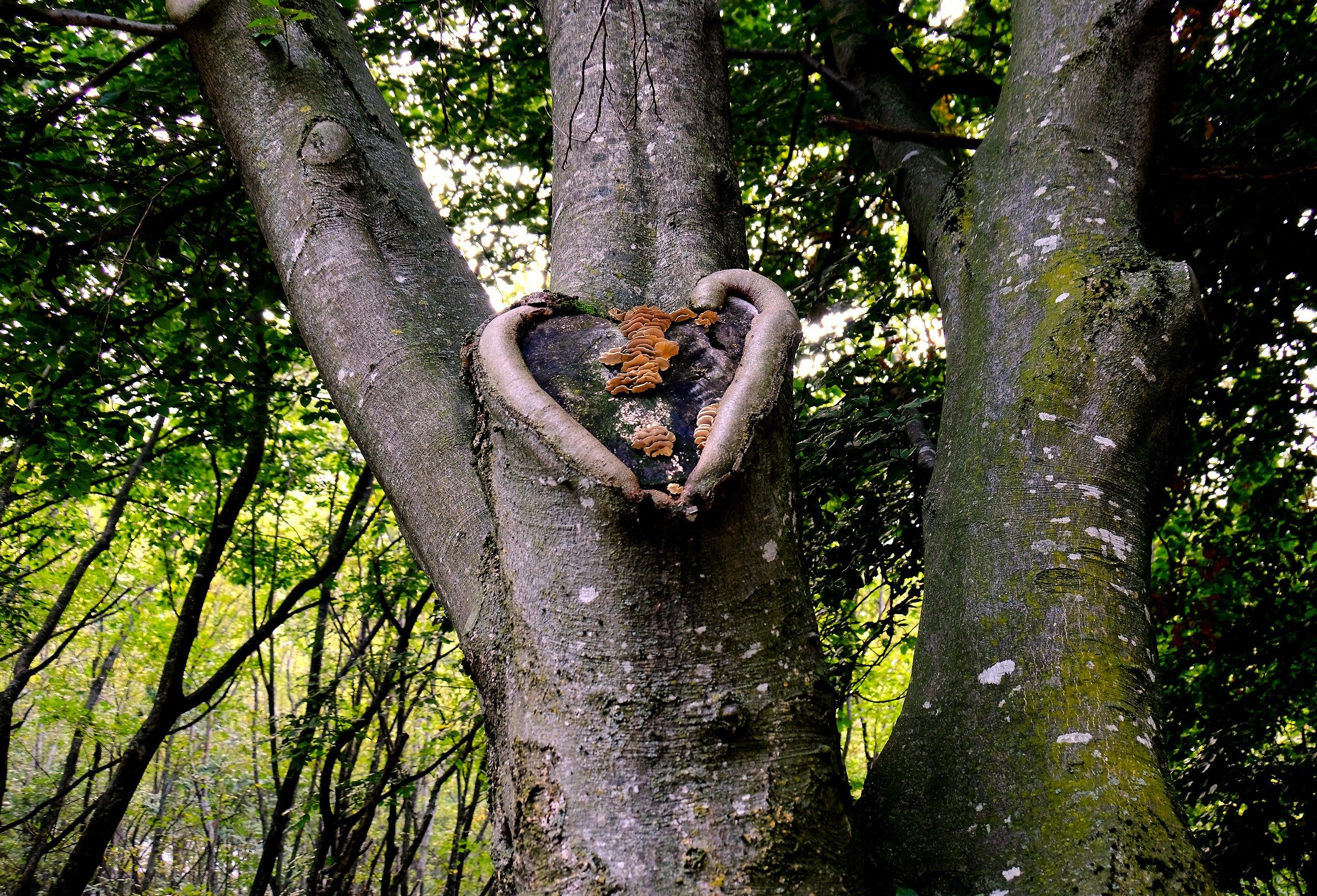 Tree Heart