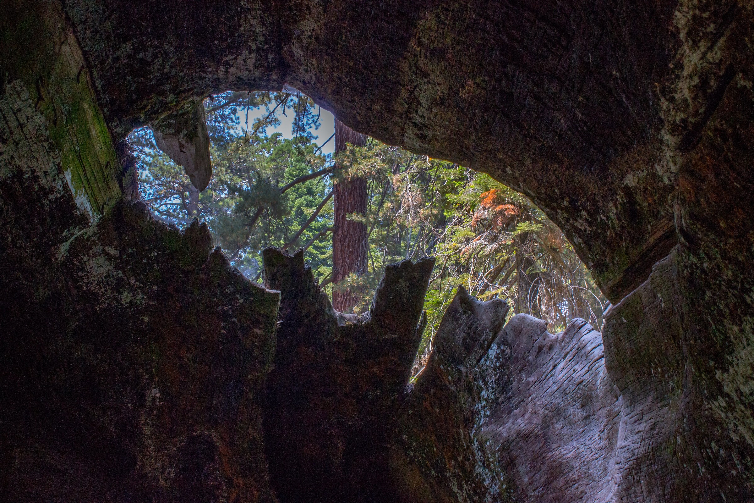 Parco nazionale di Sequoia