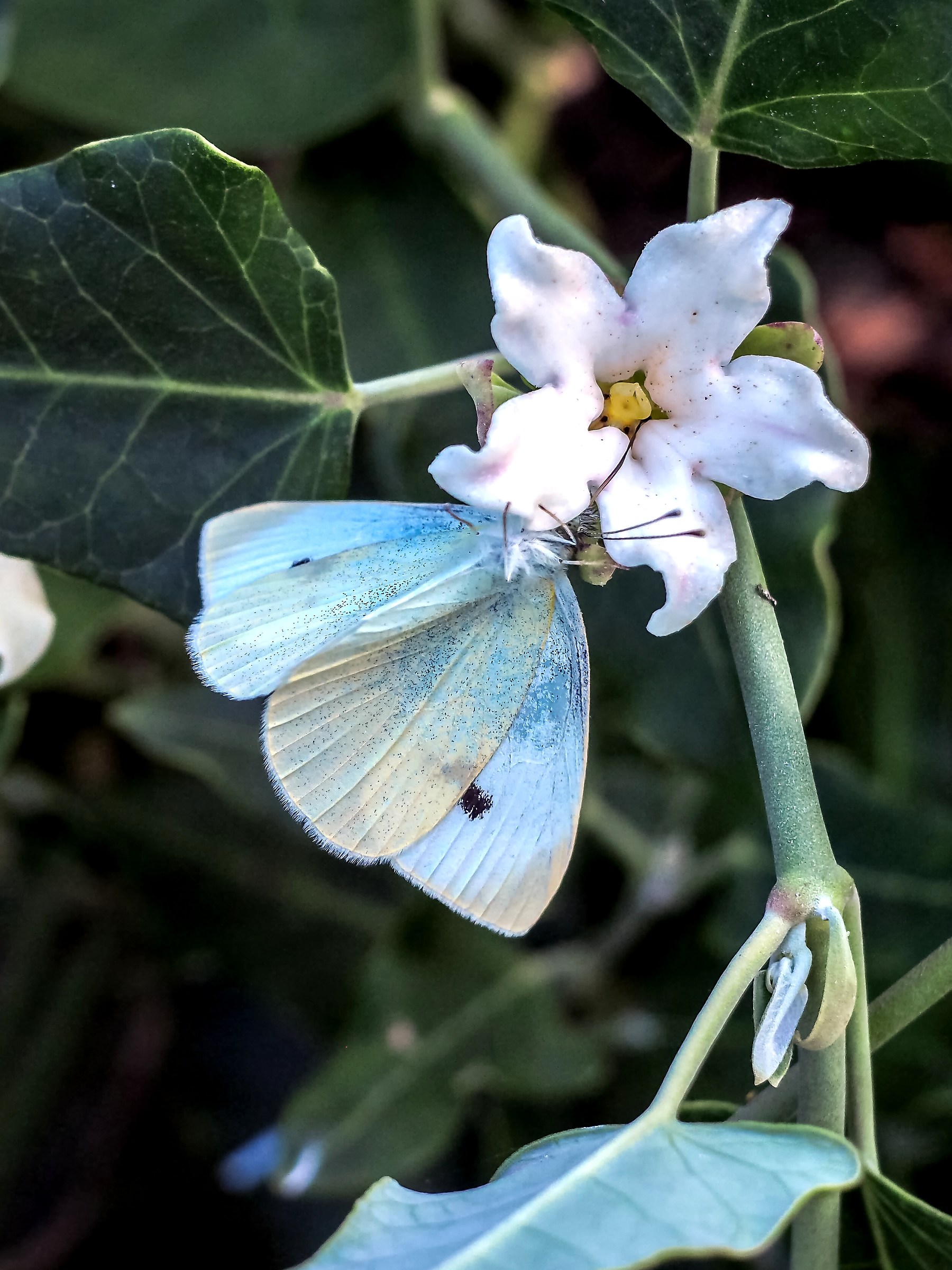 sottosopra a testa in giù