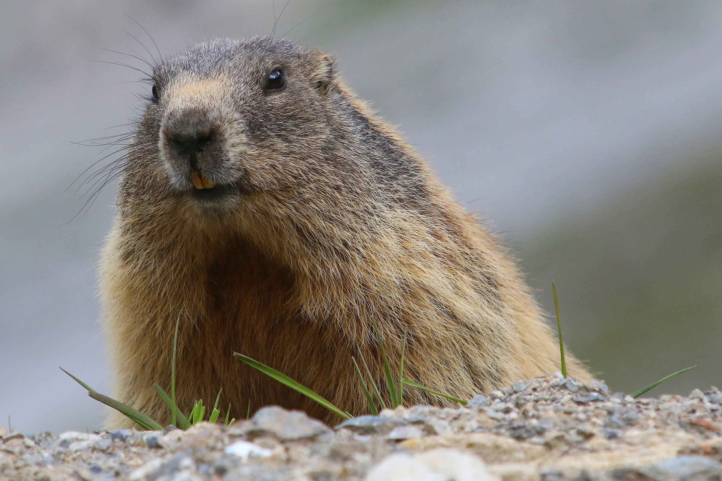 prendendo il sole del mattino