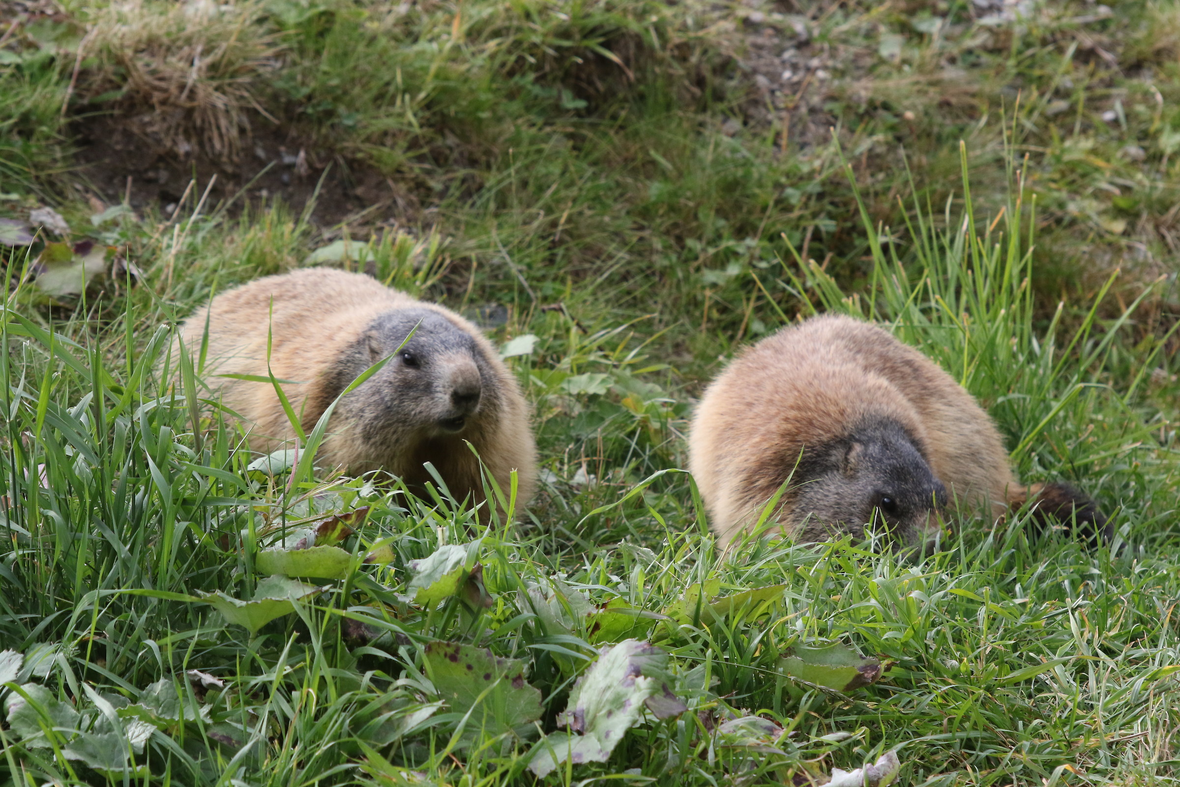 preparandosi per il letargo