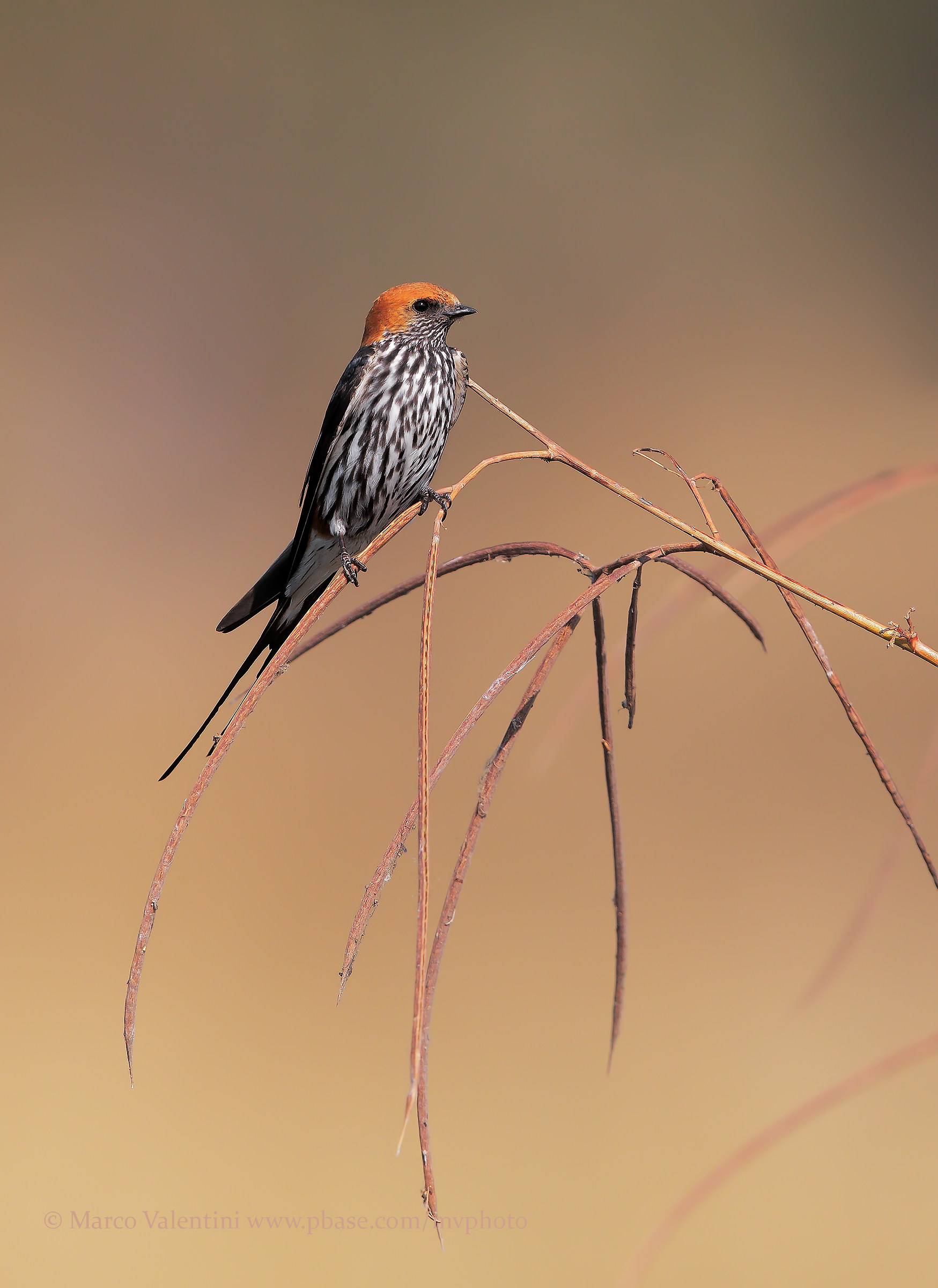 The other striped Swallow