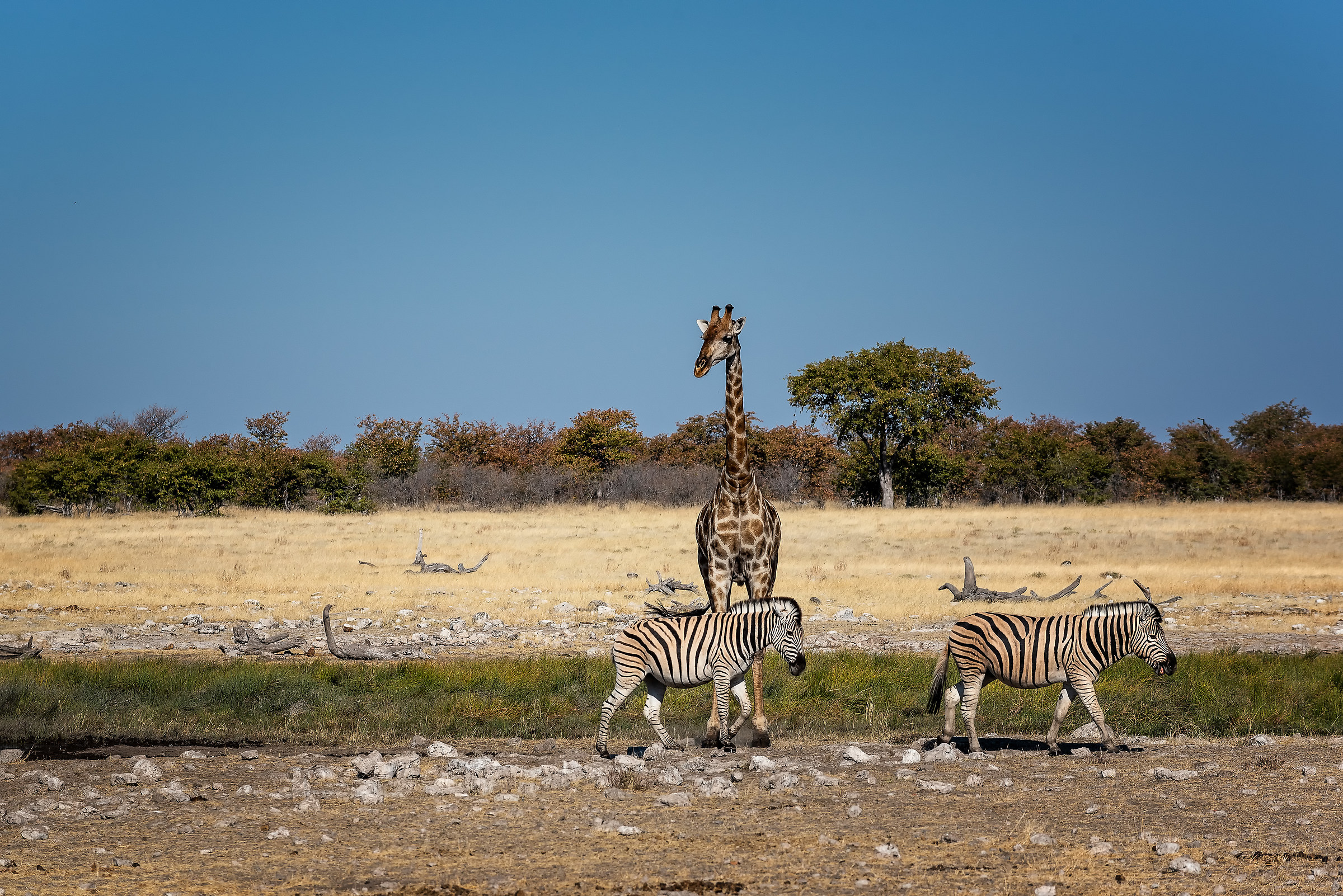 Incontri ravvicinati