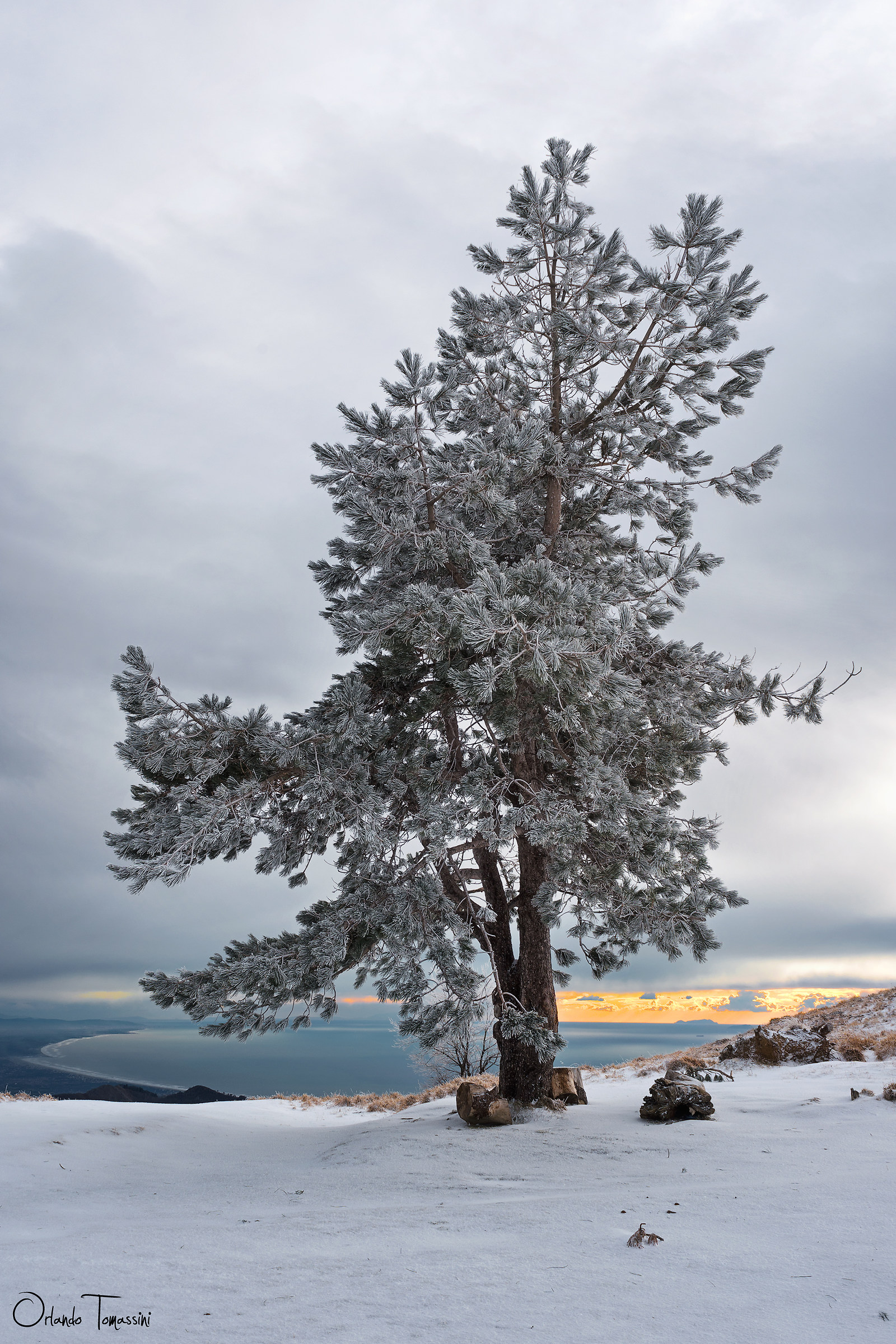 l' Albero Bianco di Gondor