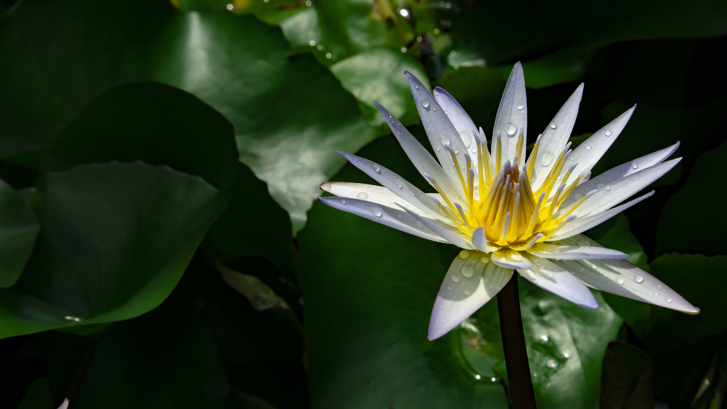 Brooklyn Botanical Garden