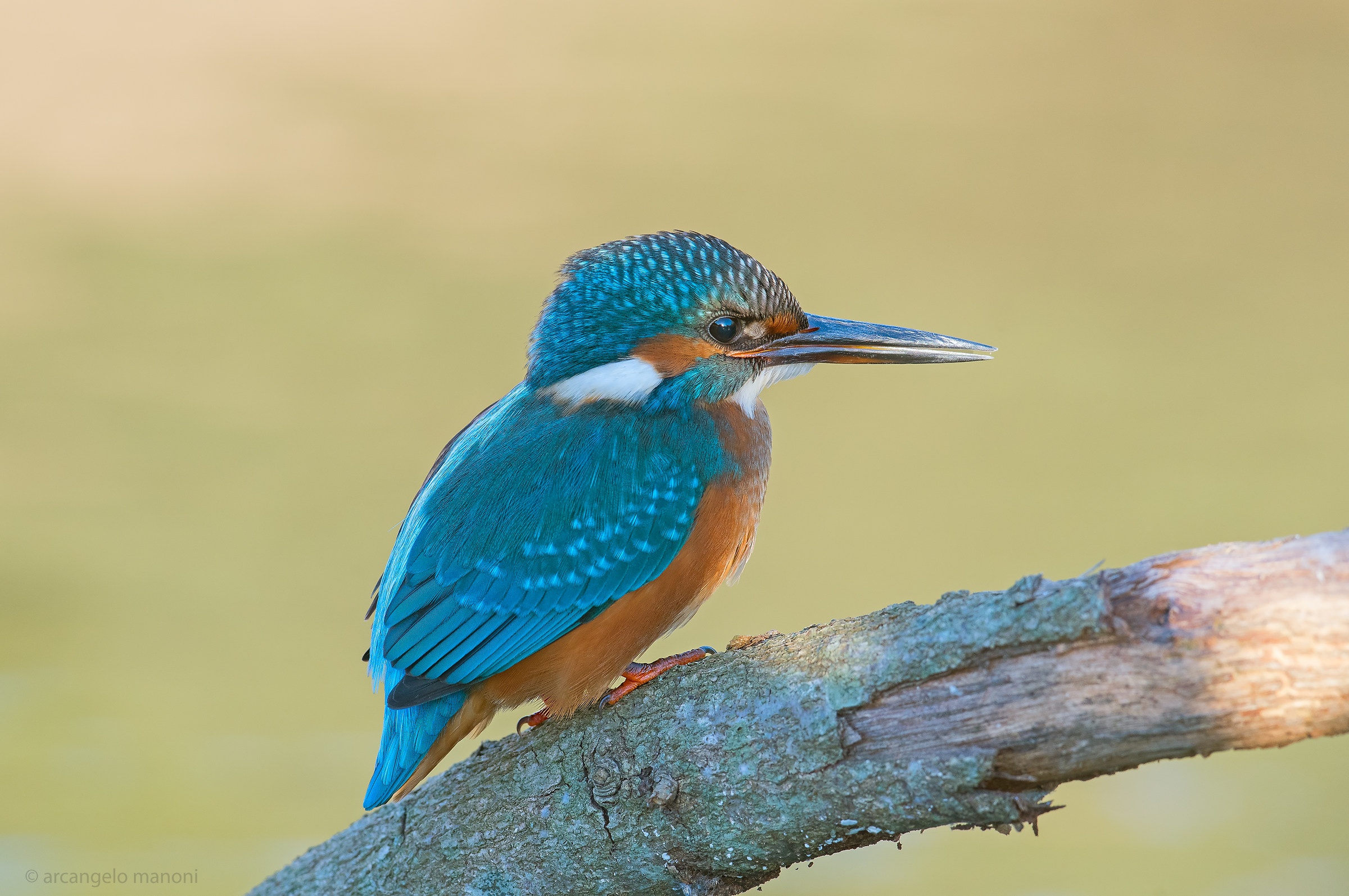 Between Light and Shadow