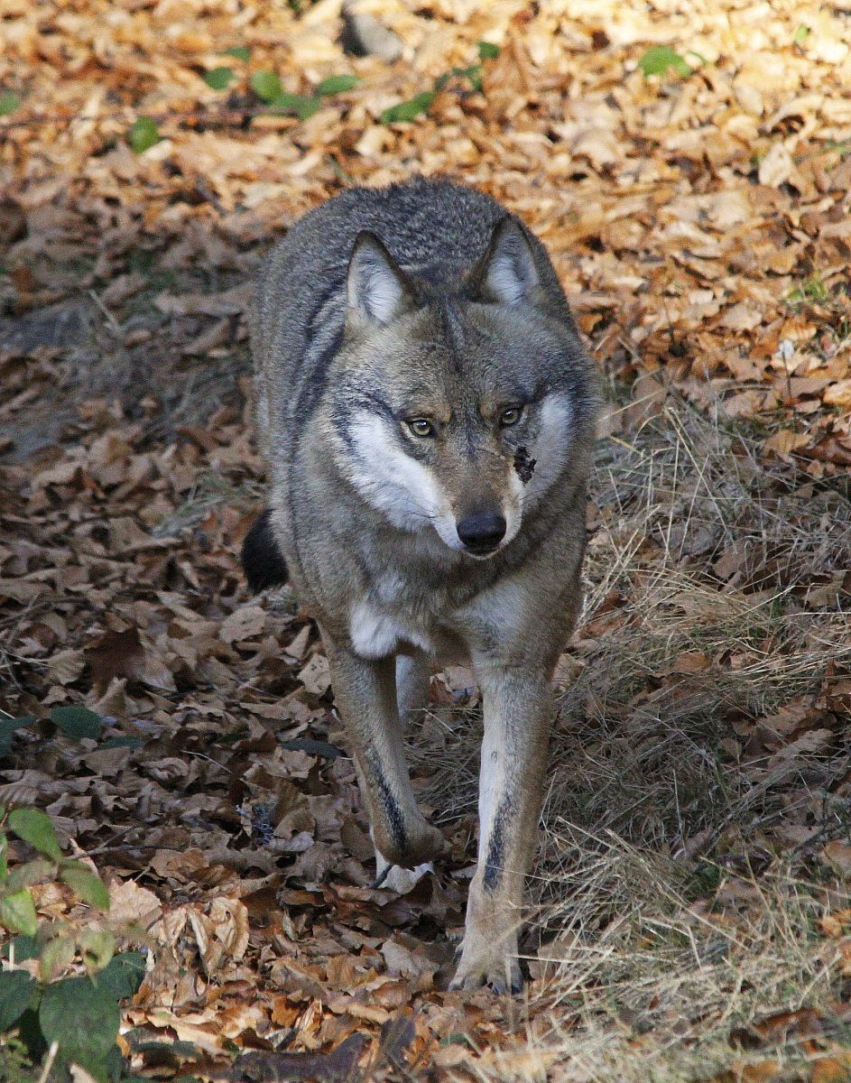 lupo- bayerische wald