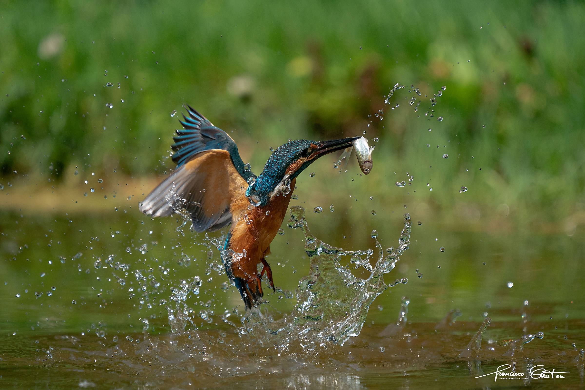 Martino e il pesciolino